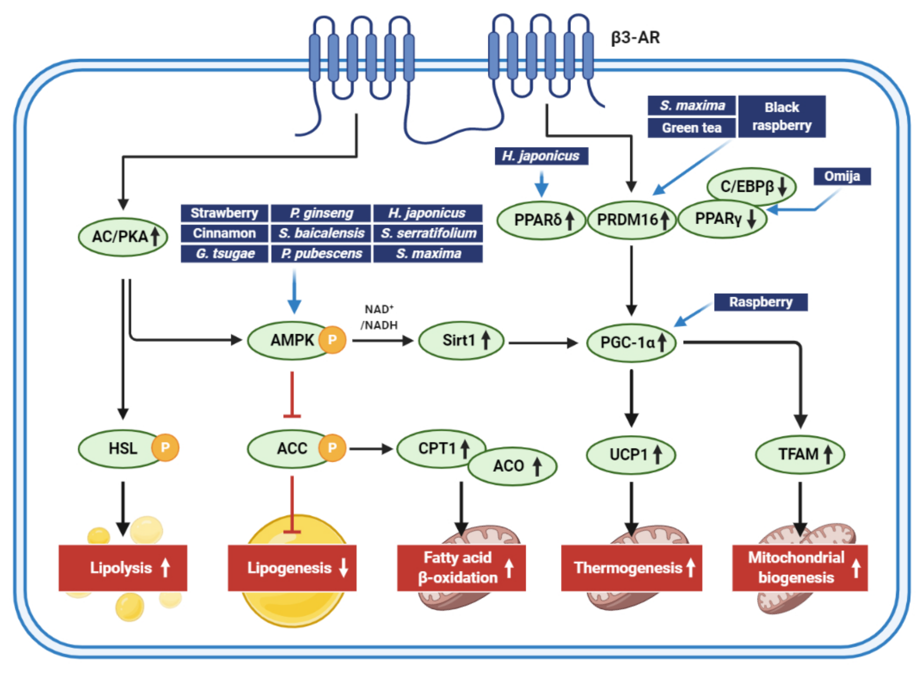 Antioxidants 10 00308 g003