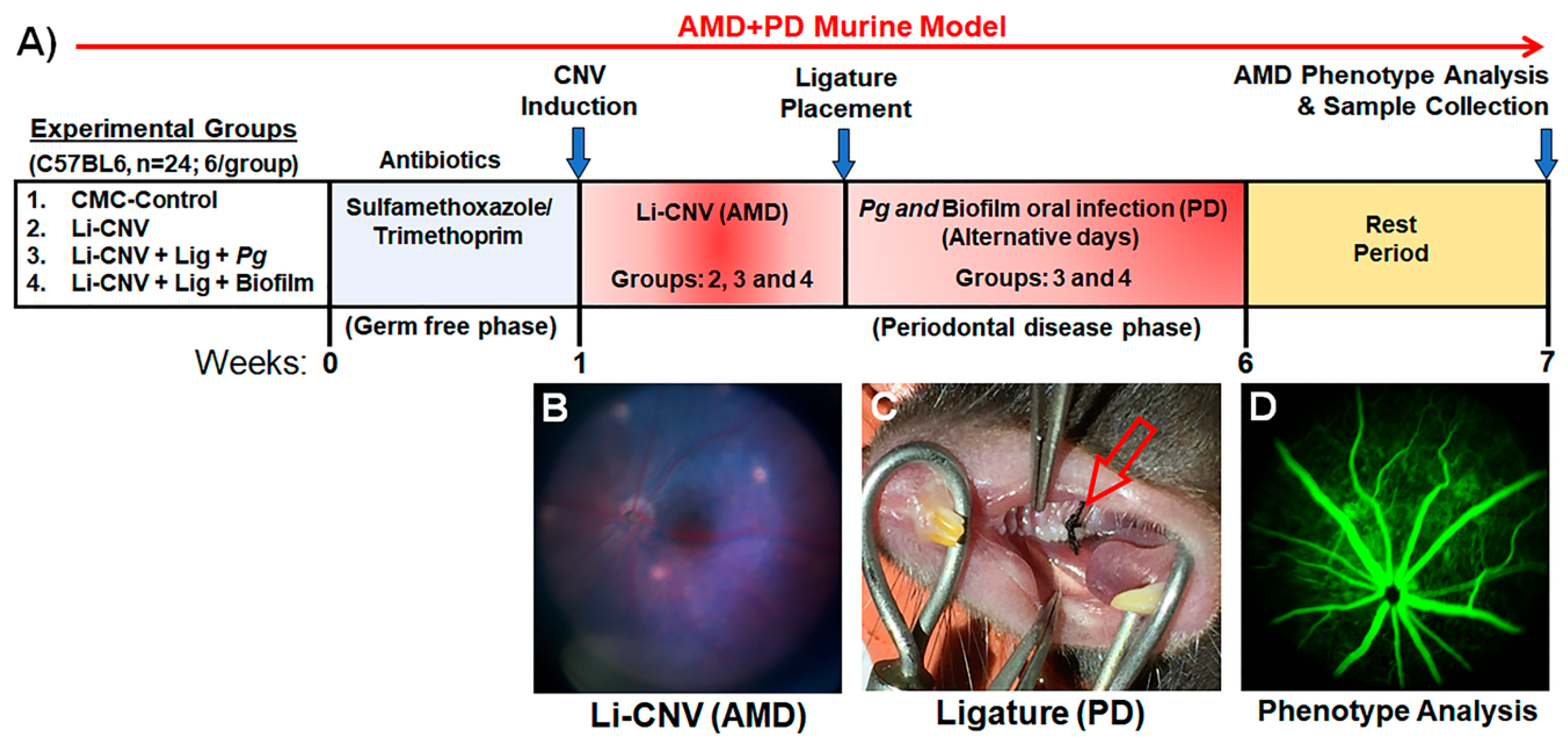 Antioxidants 10 00309 g001