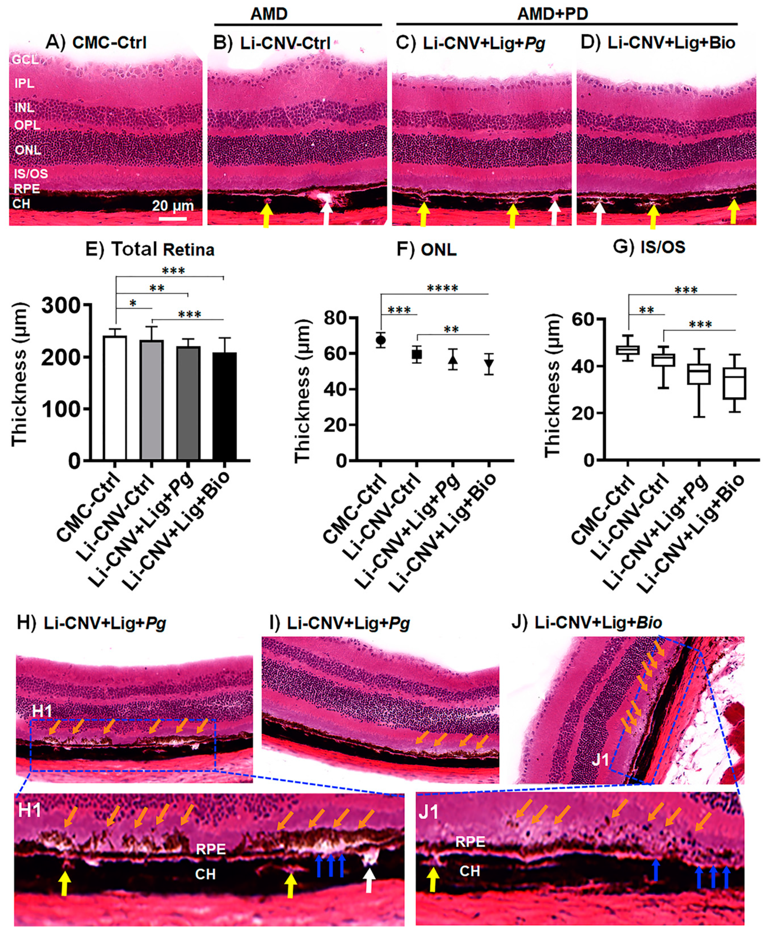 Antioxidants 10 00309 g004