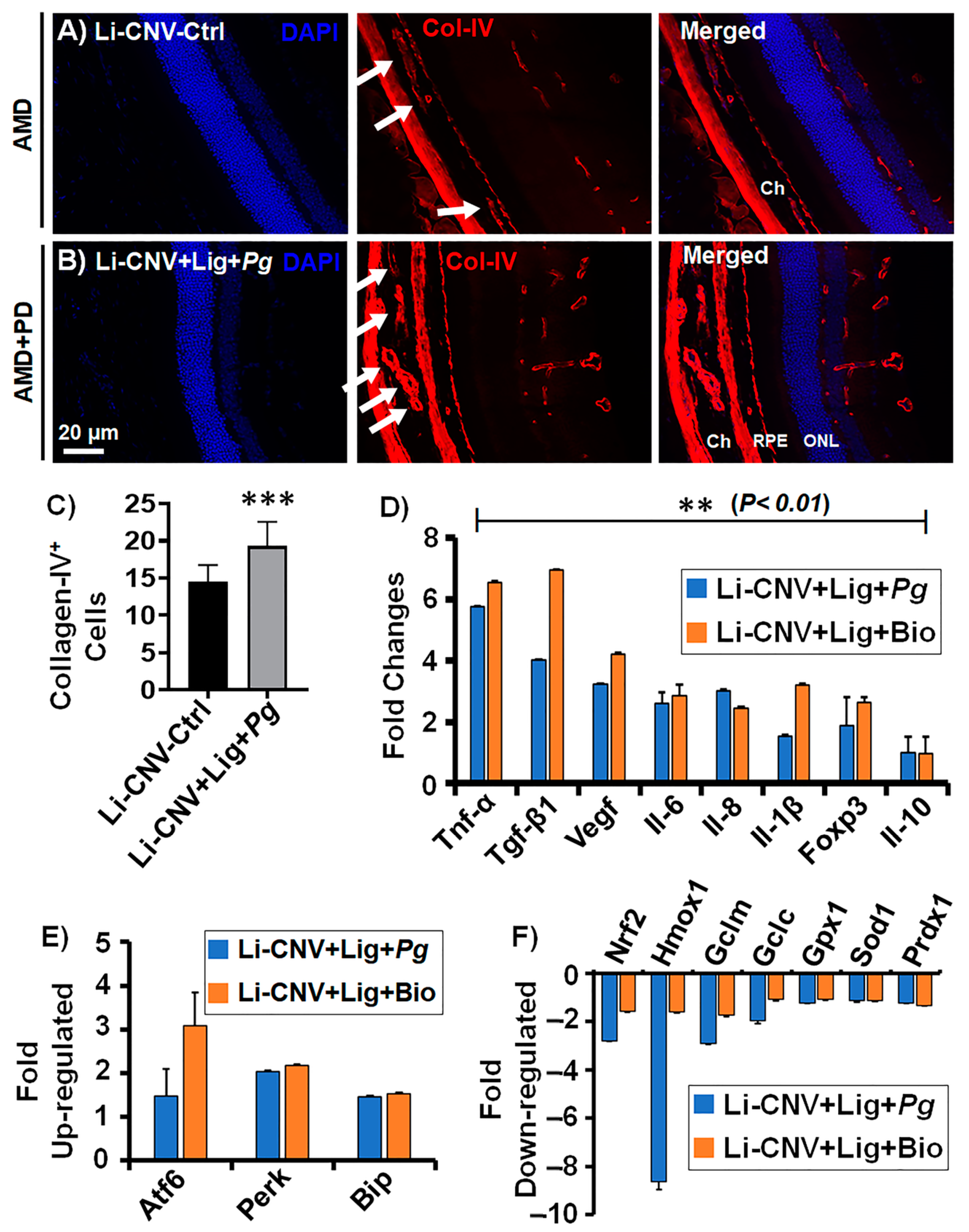 Antioxidants 10 00309 g005