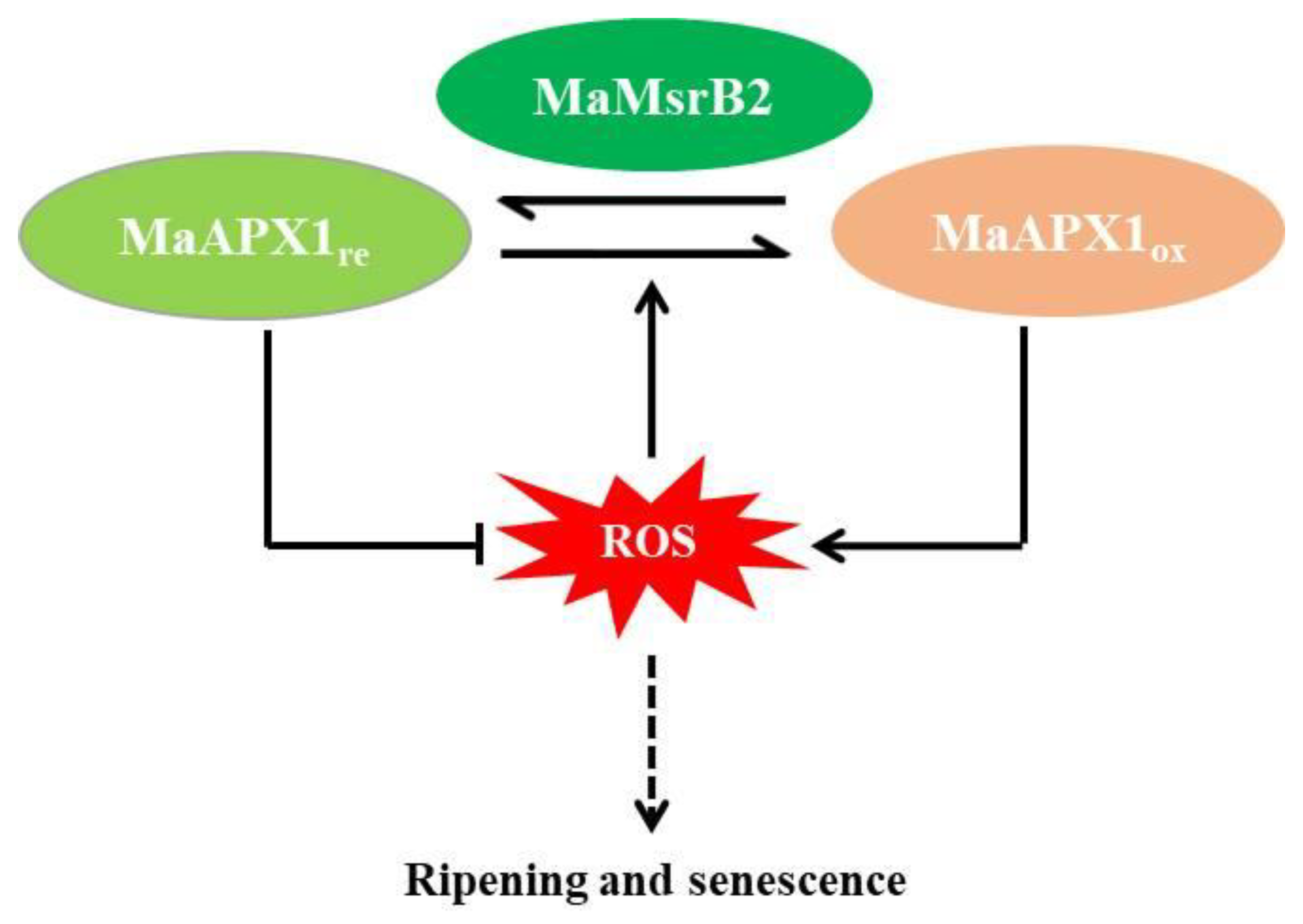 Antioxidants 10 00310 g007