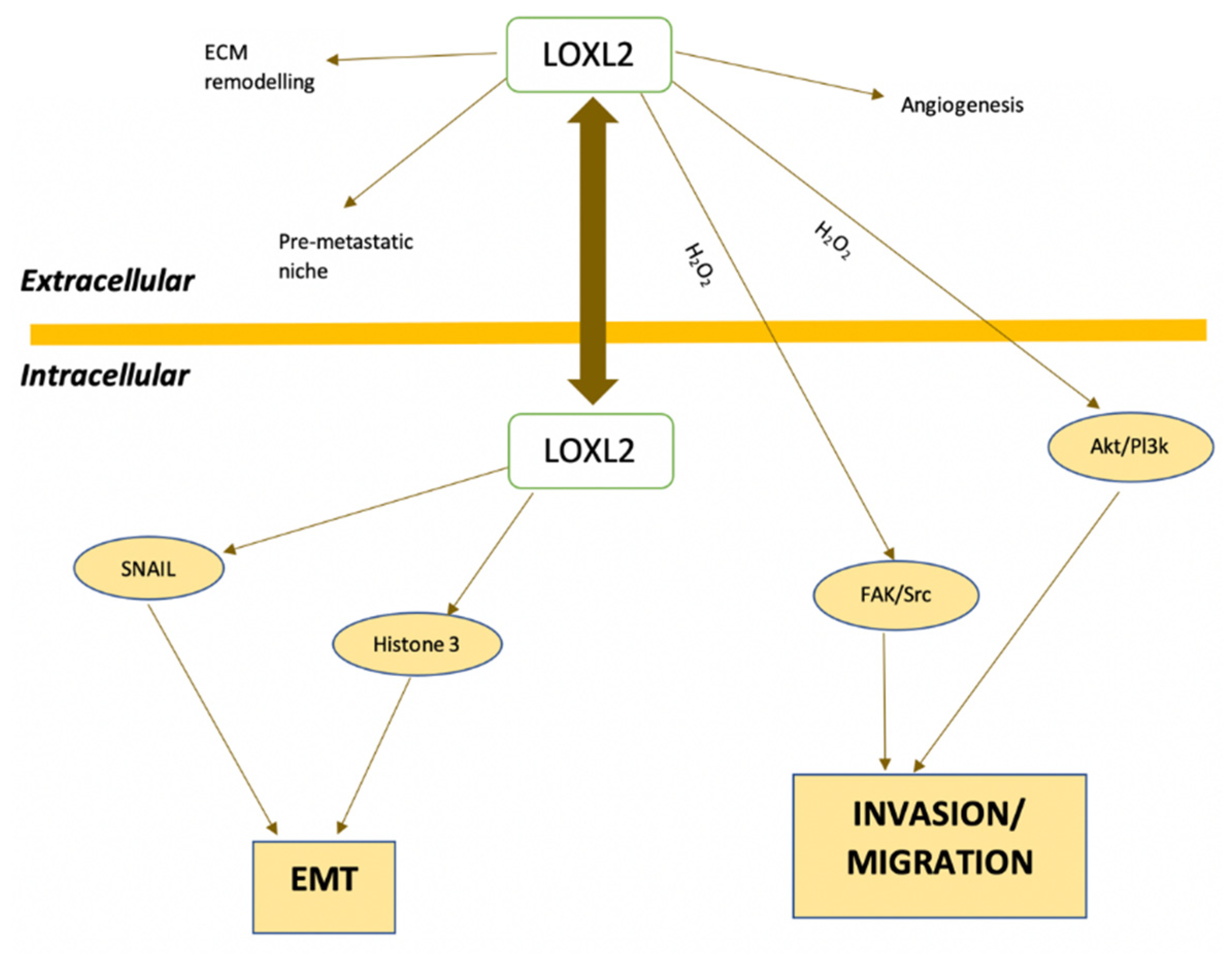 Antioxidants 10 00312 g004