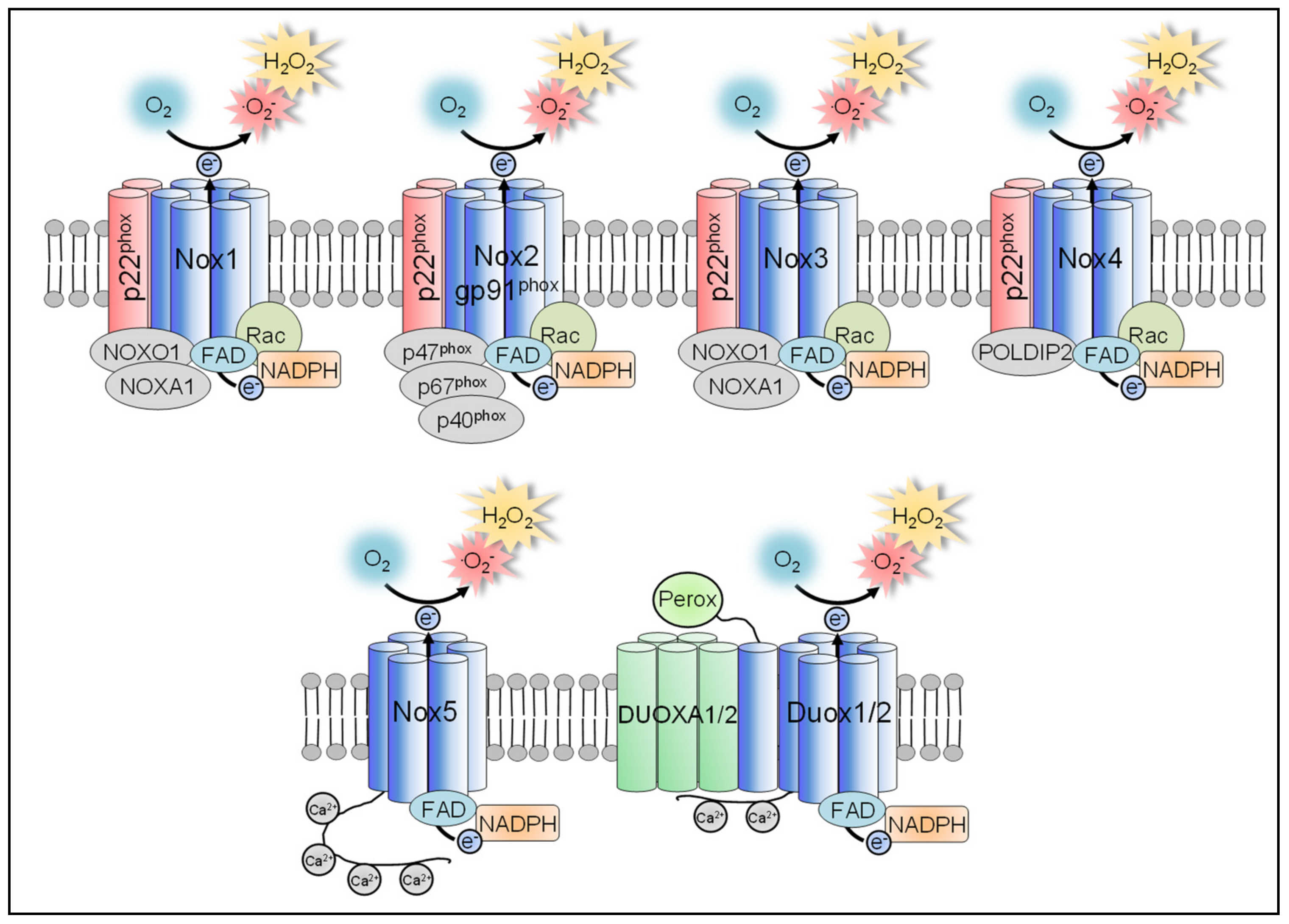 Antioxidants 10 00313 g003