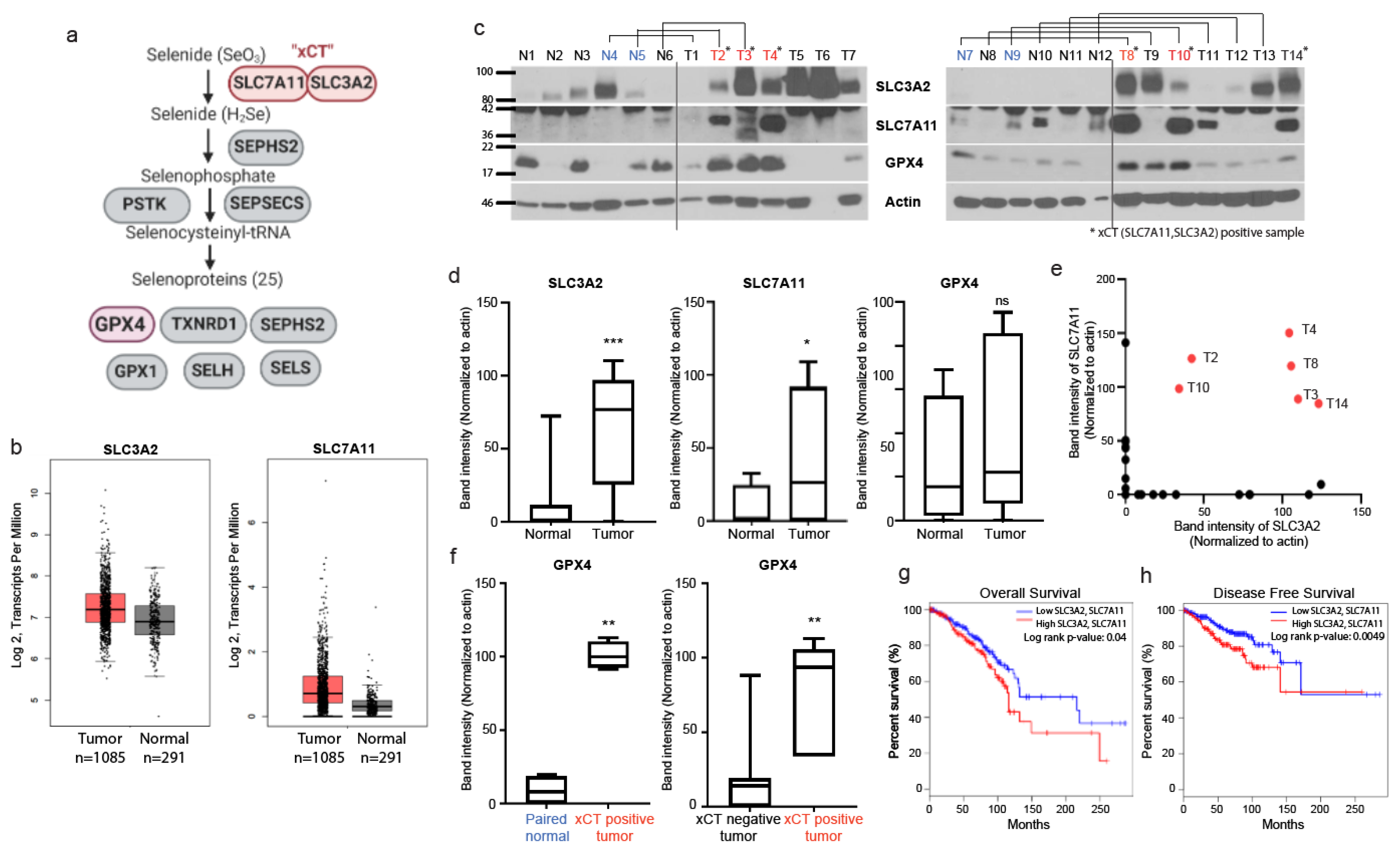 Antioxidants 10 00317 g001