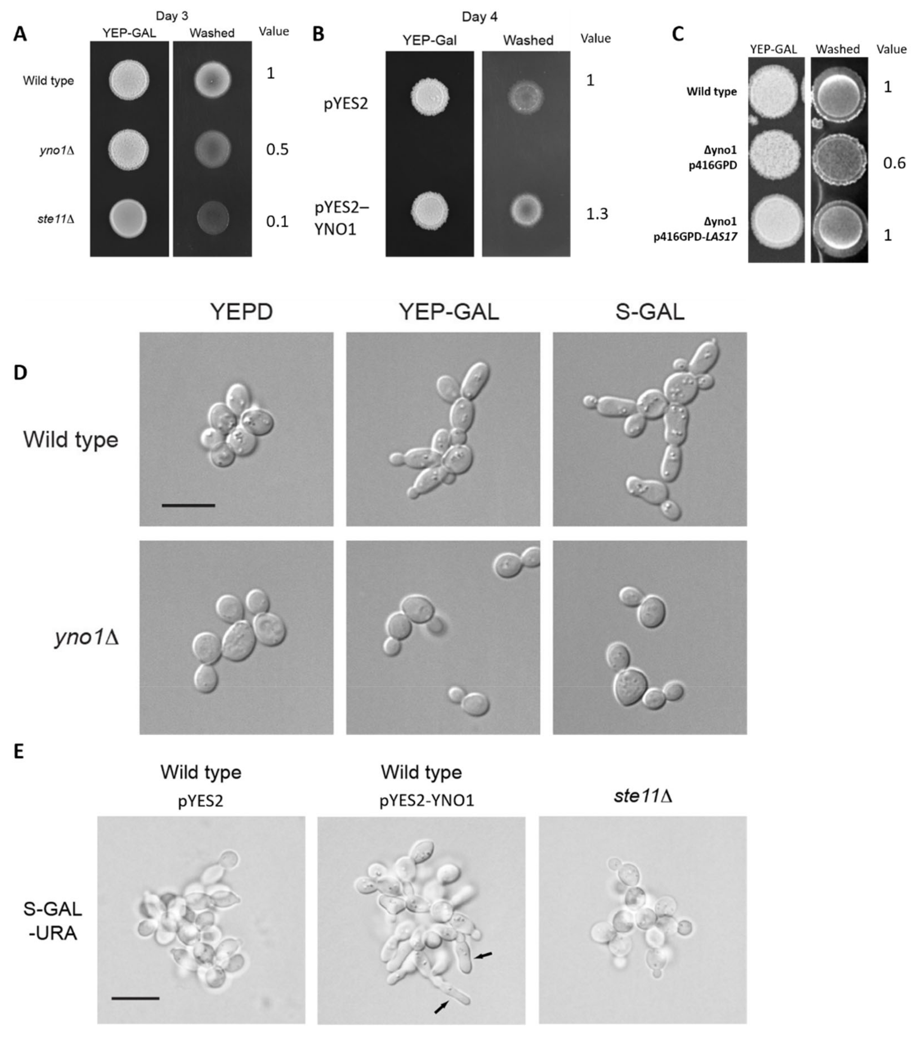 Antioxidants 10 00322 g007