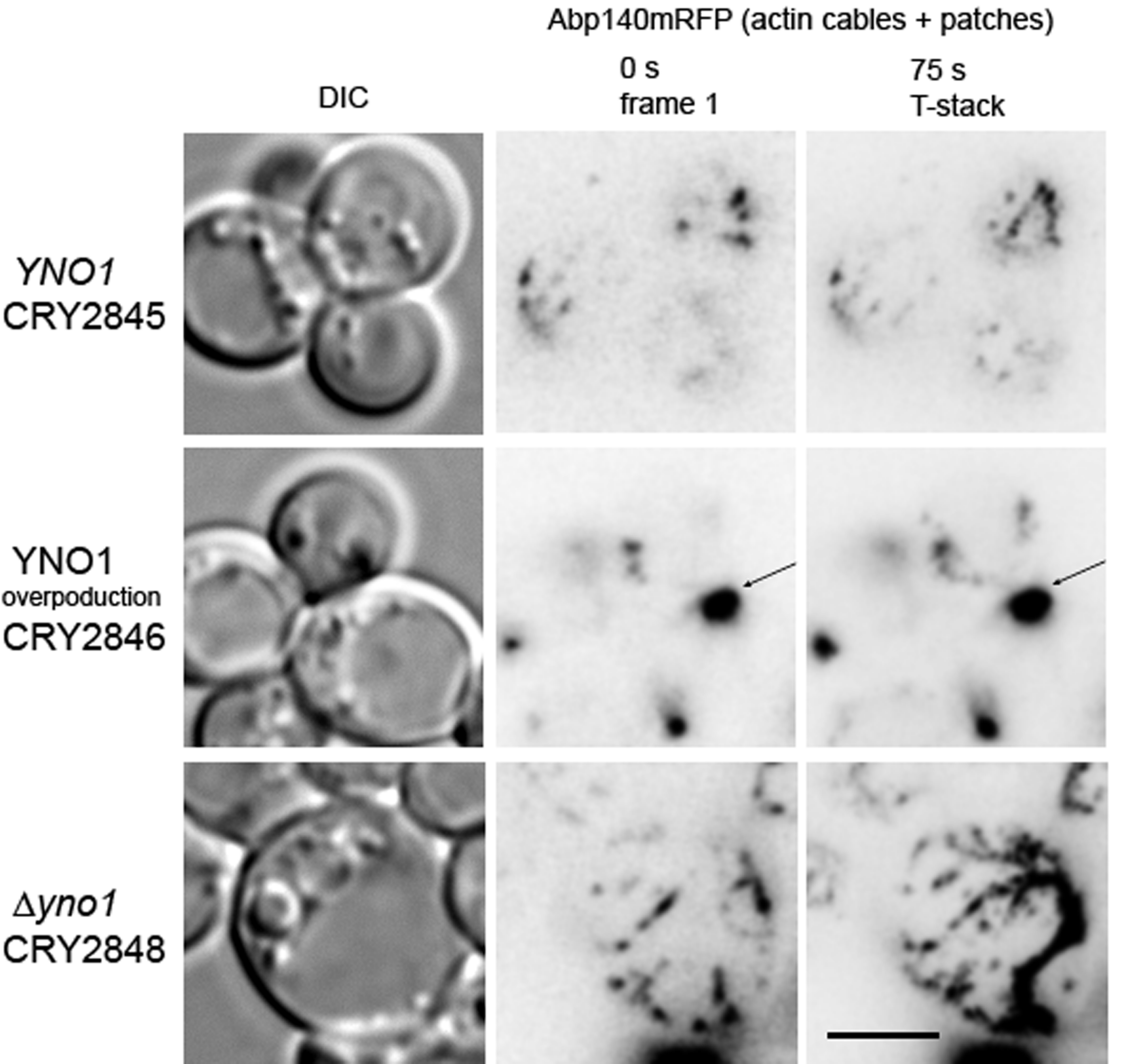 Antioxidants 10 00322 g009