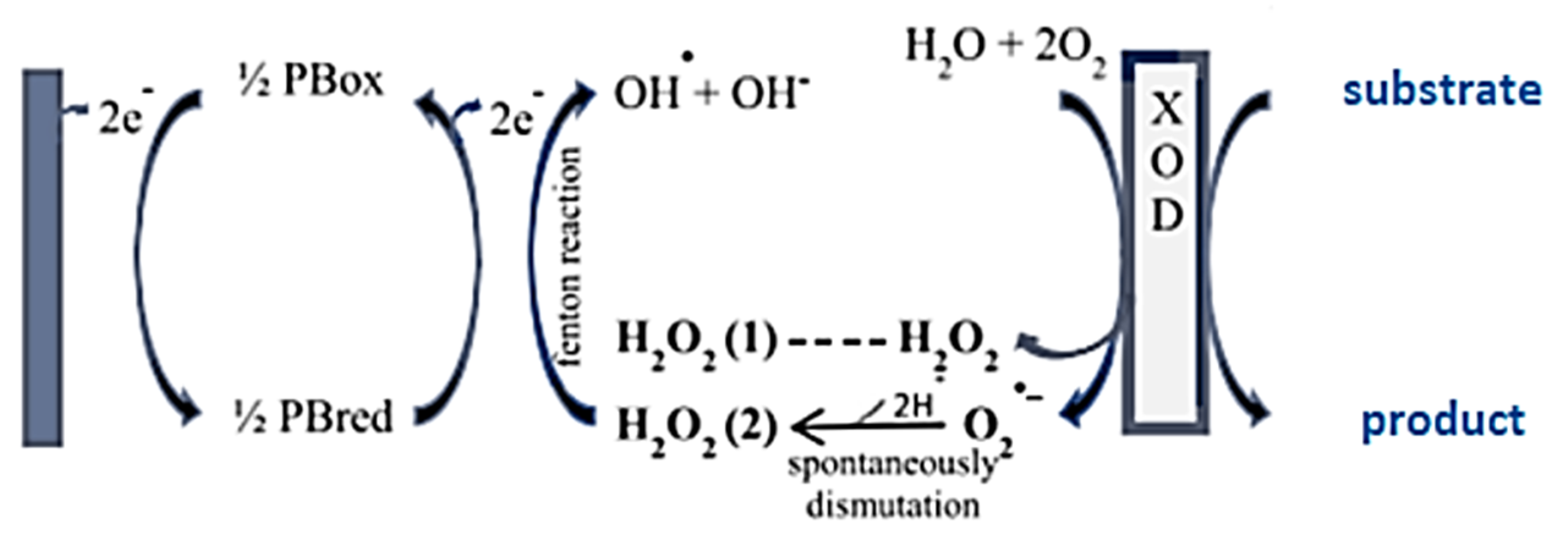 Antioxidants 10 00324 g001