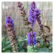 Antioxidants 10 00330 i001 Antioxidants 10 00330 i001