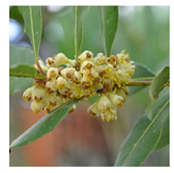 Antioxidants 10 00330 i002 Antioxidants 10 00330 i002