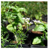 Antioxidants 10 00330 i003 Antioxidants 10 00330 i003