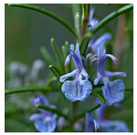 Antioxidants 10 00330 i004 Antioxidants 10 00330 i004