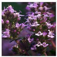 Antioxidants 10 00330 i005 Antioxidants 10 00330 i005