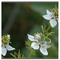 Antioxidants 10 00330 i006 Antioxidants 10 00330 i006