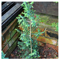 Antioxidants 10 00330 i007 Antioxidants 10 00330 i007