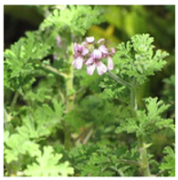 Antioxidants 10 00330 i008 Antioxidants 10 00330 i008