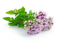 Antioxidants 10 00330 i009 Antioxidants 10 00330 i009