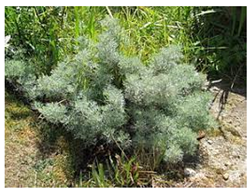 Antioxidants 10 00330 i010 Antioxidants 10 00330 i010