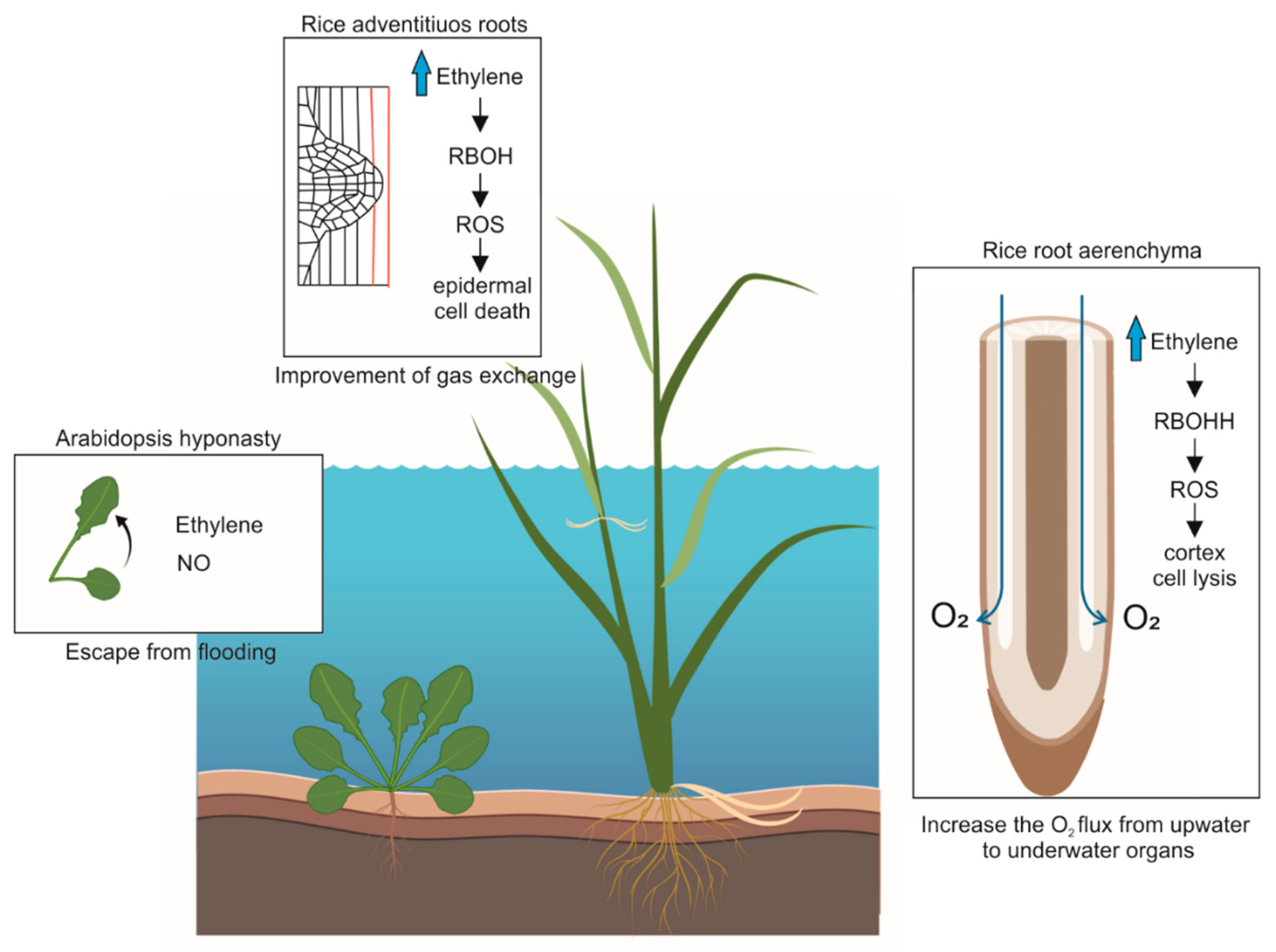 Antioxidants 10 00332 g001