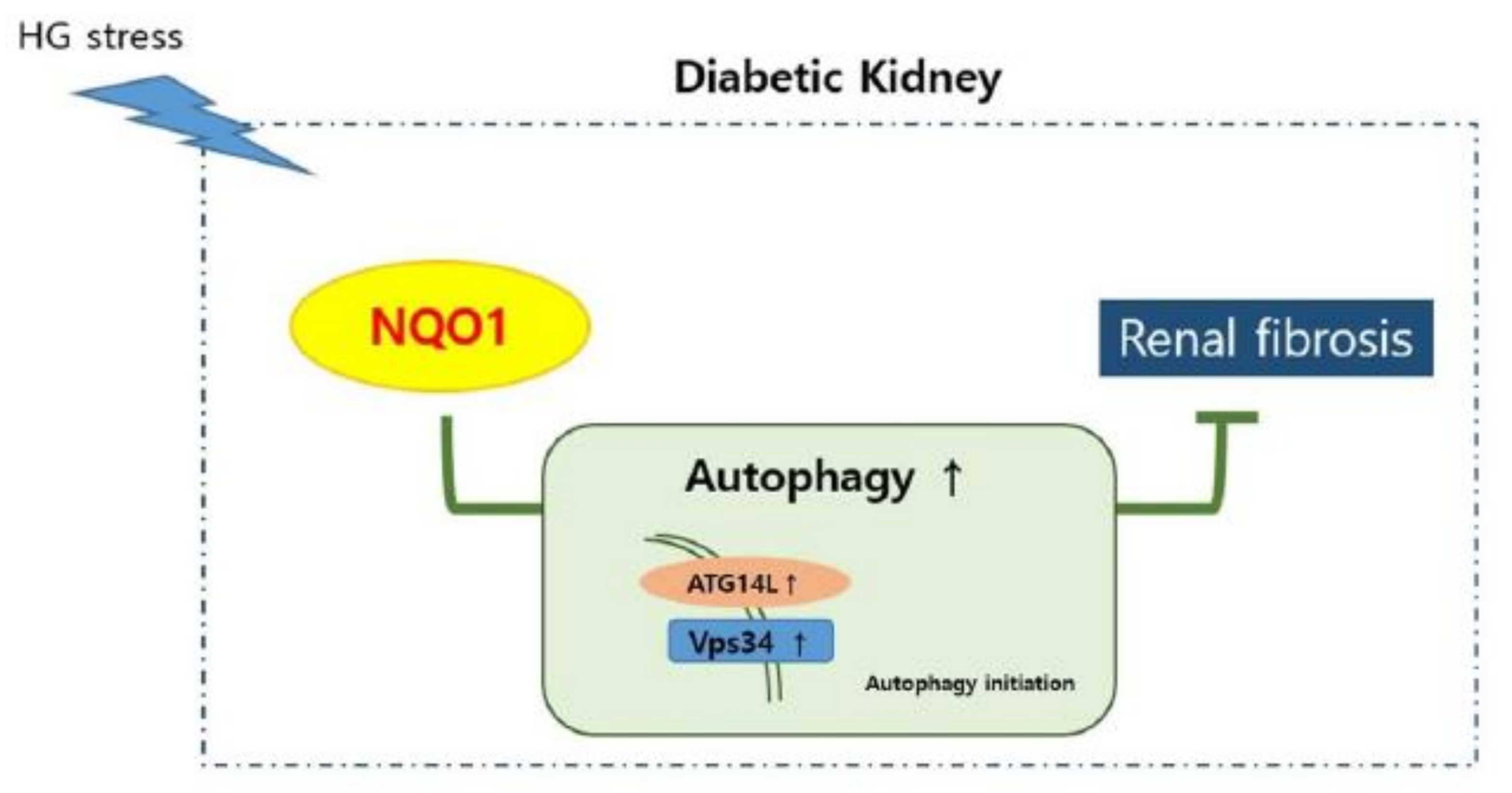 Antioxidants 10 00333 g007