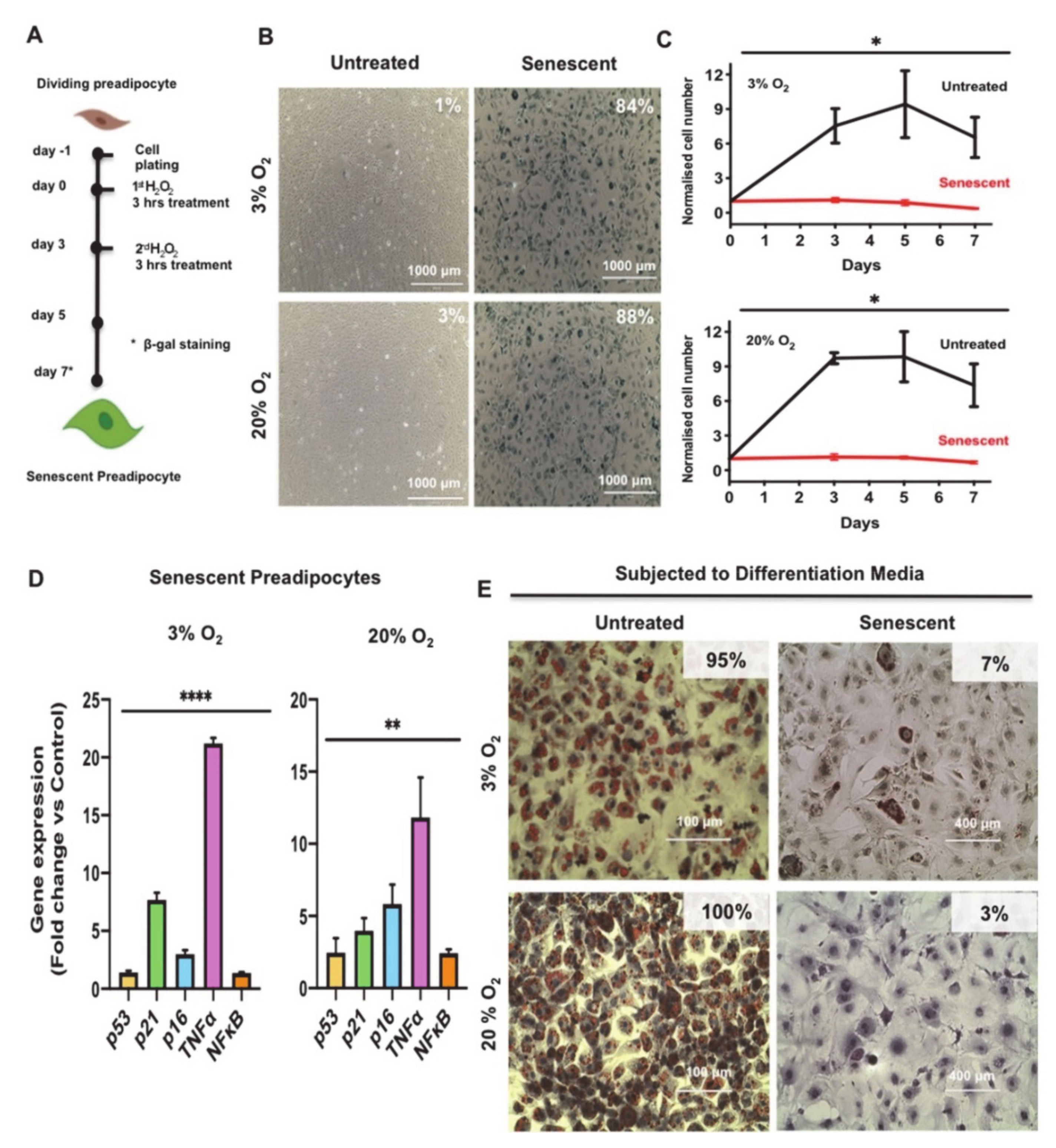 Antioxidants 10 00334 g001