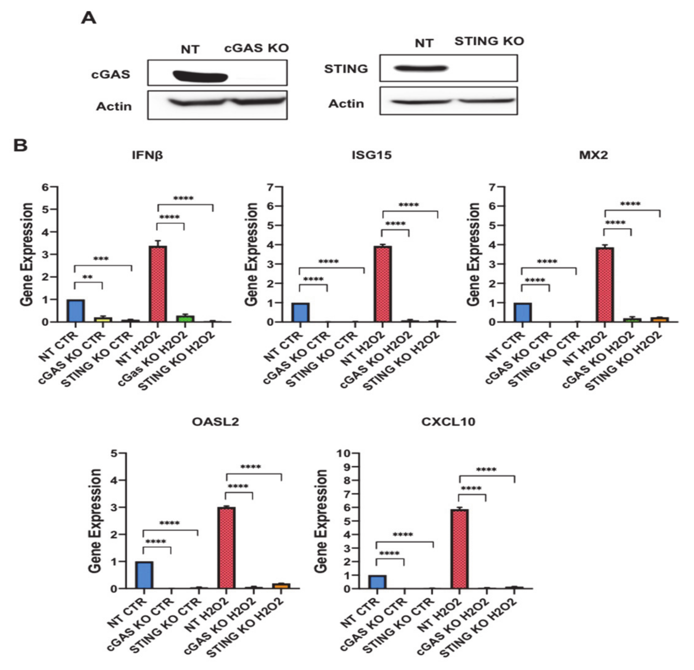Antioxidants 10 00334 g006