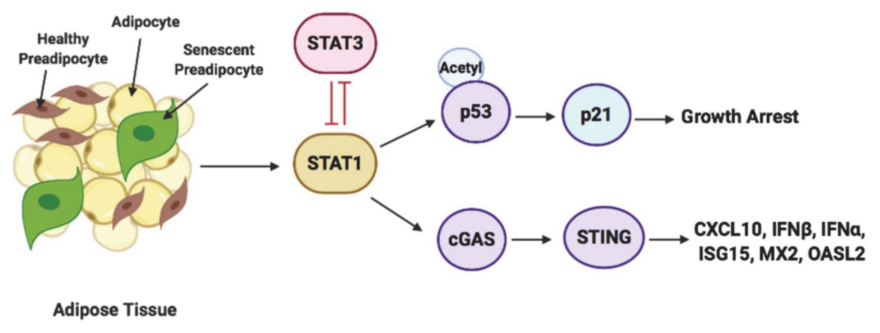 Antioxidants 10 00334 g009