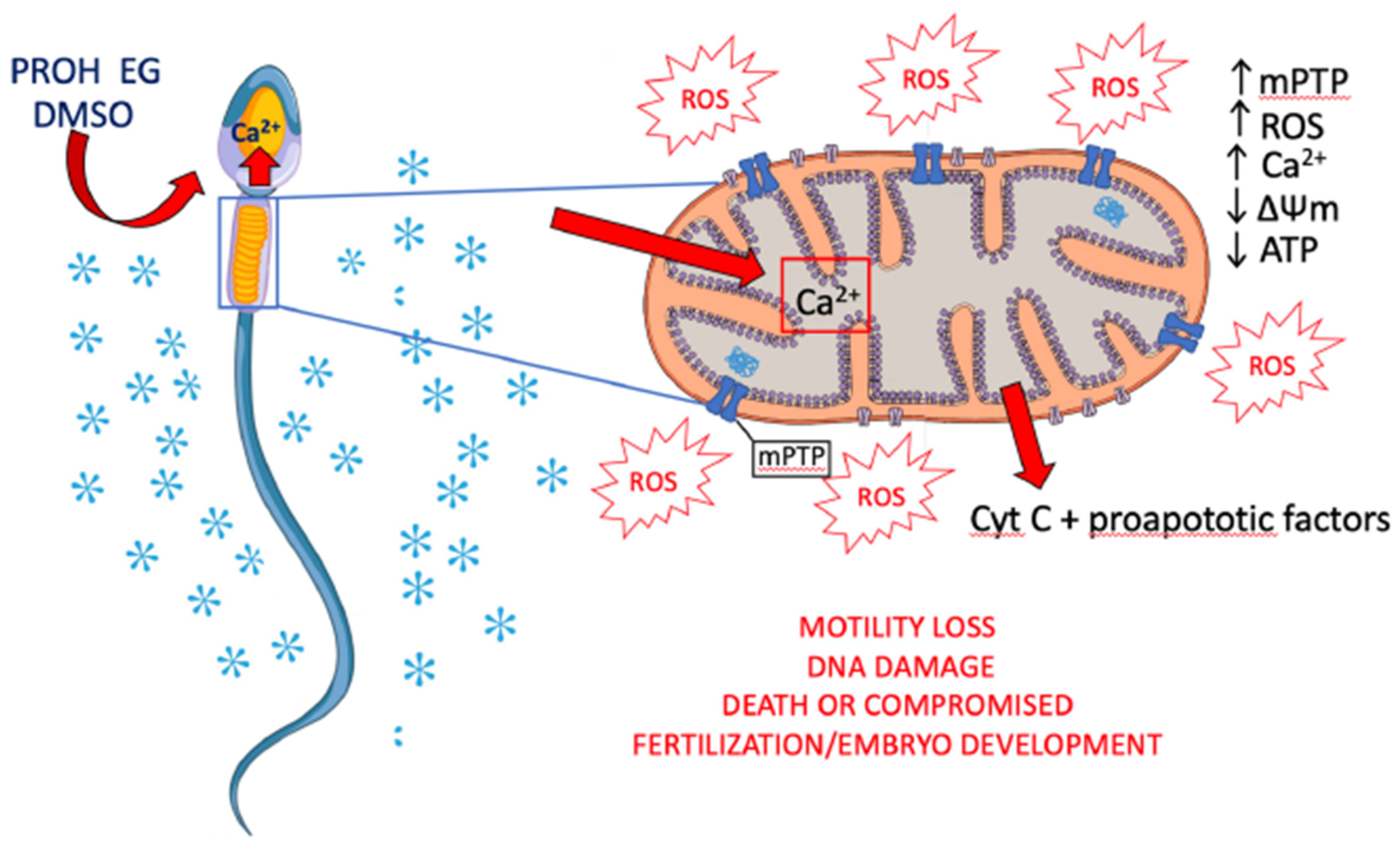 Antioxidants 10 00337 g002