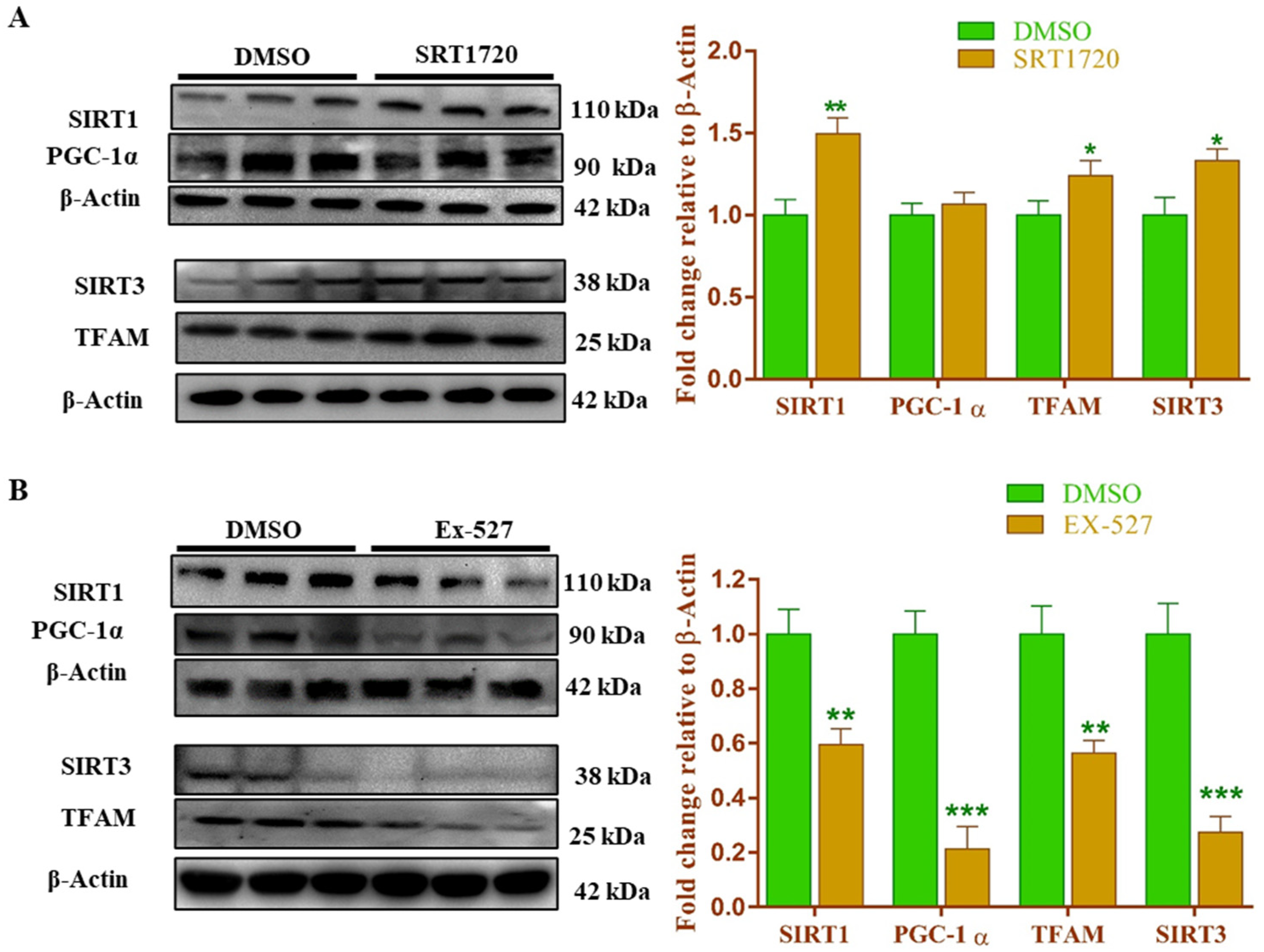 Antioxidants 10 00338 g010