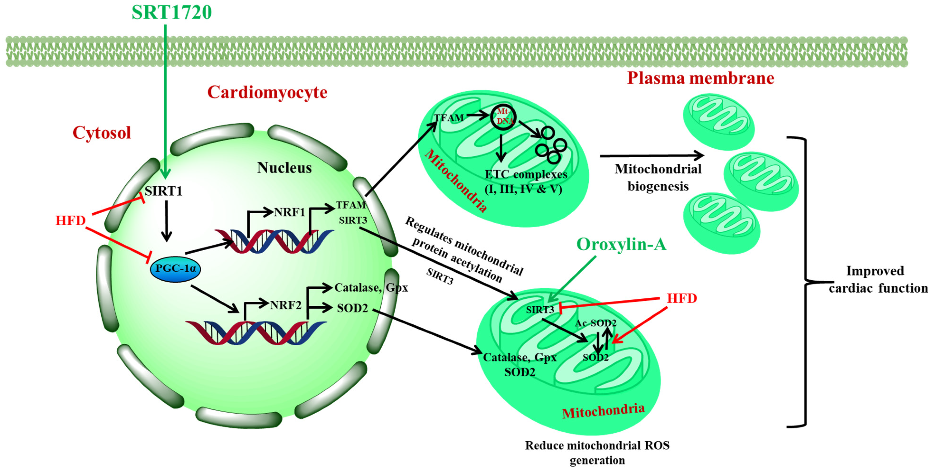 Antioxidants 10 00338 g011