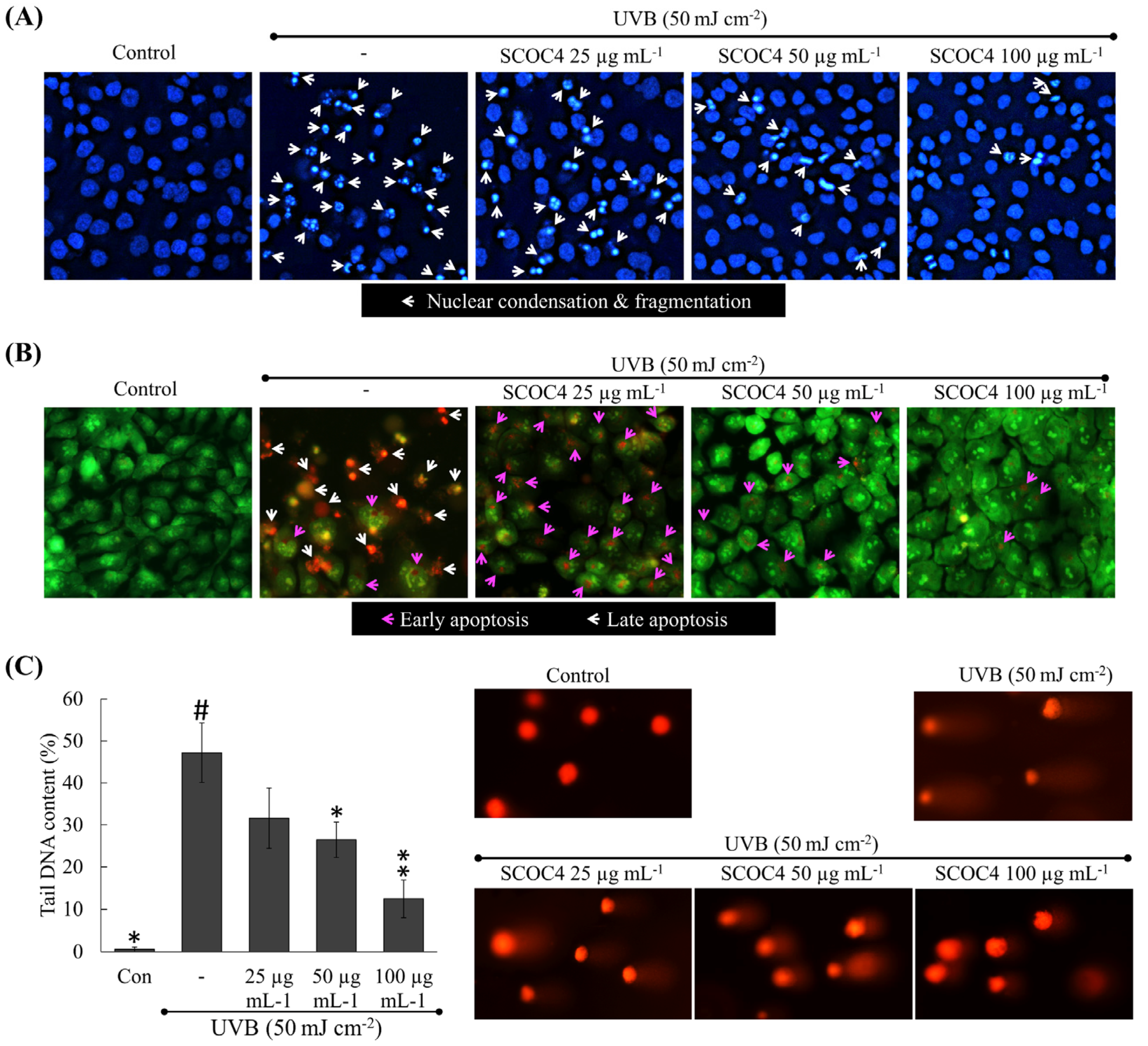 Antioxidants 10 00347 g004 Antioxidants 10 00347 g004