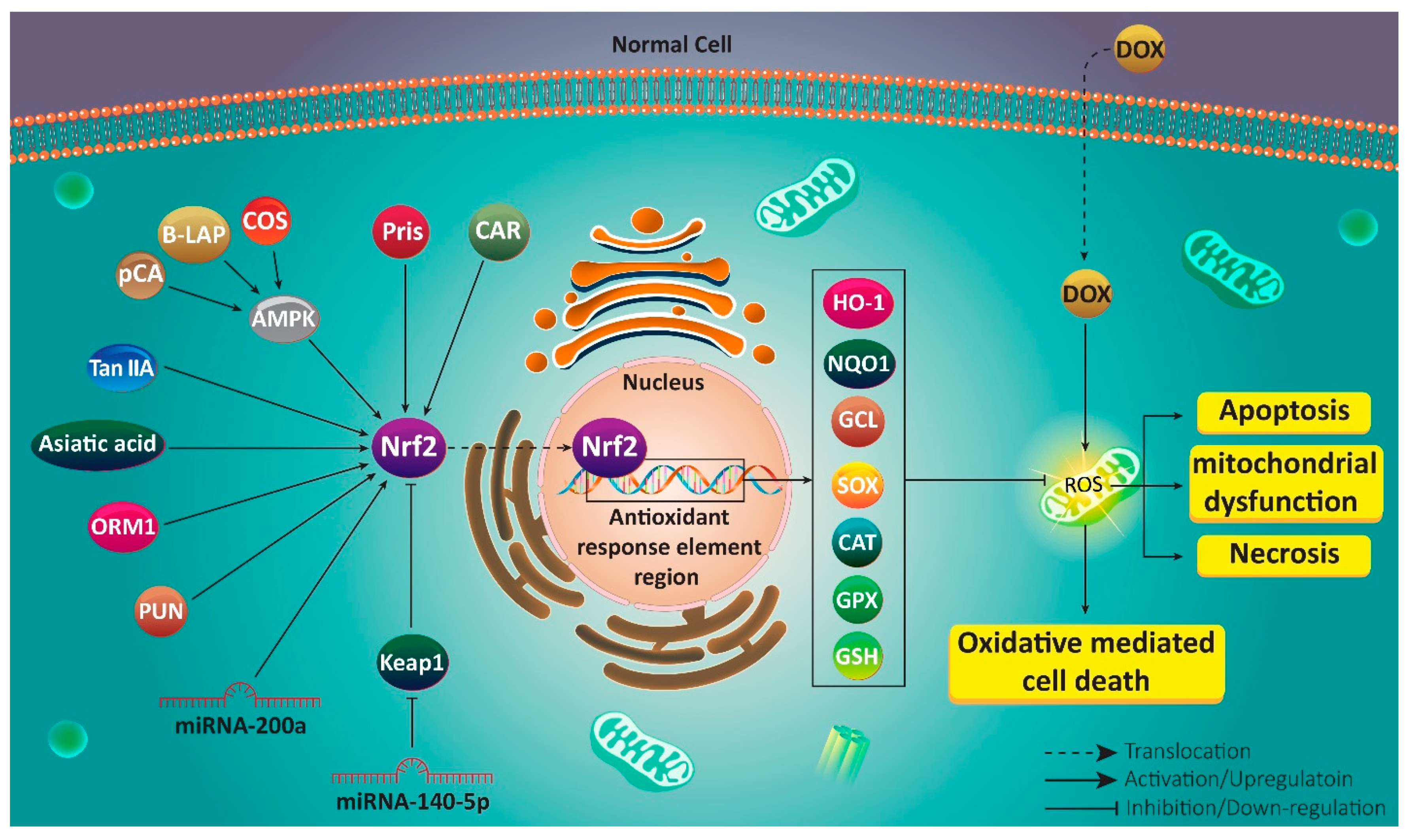 Antioxidants 10 00349 g002