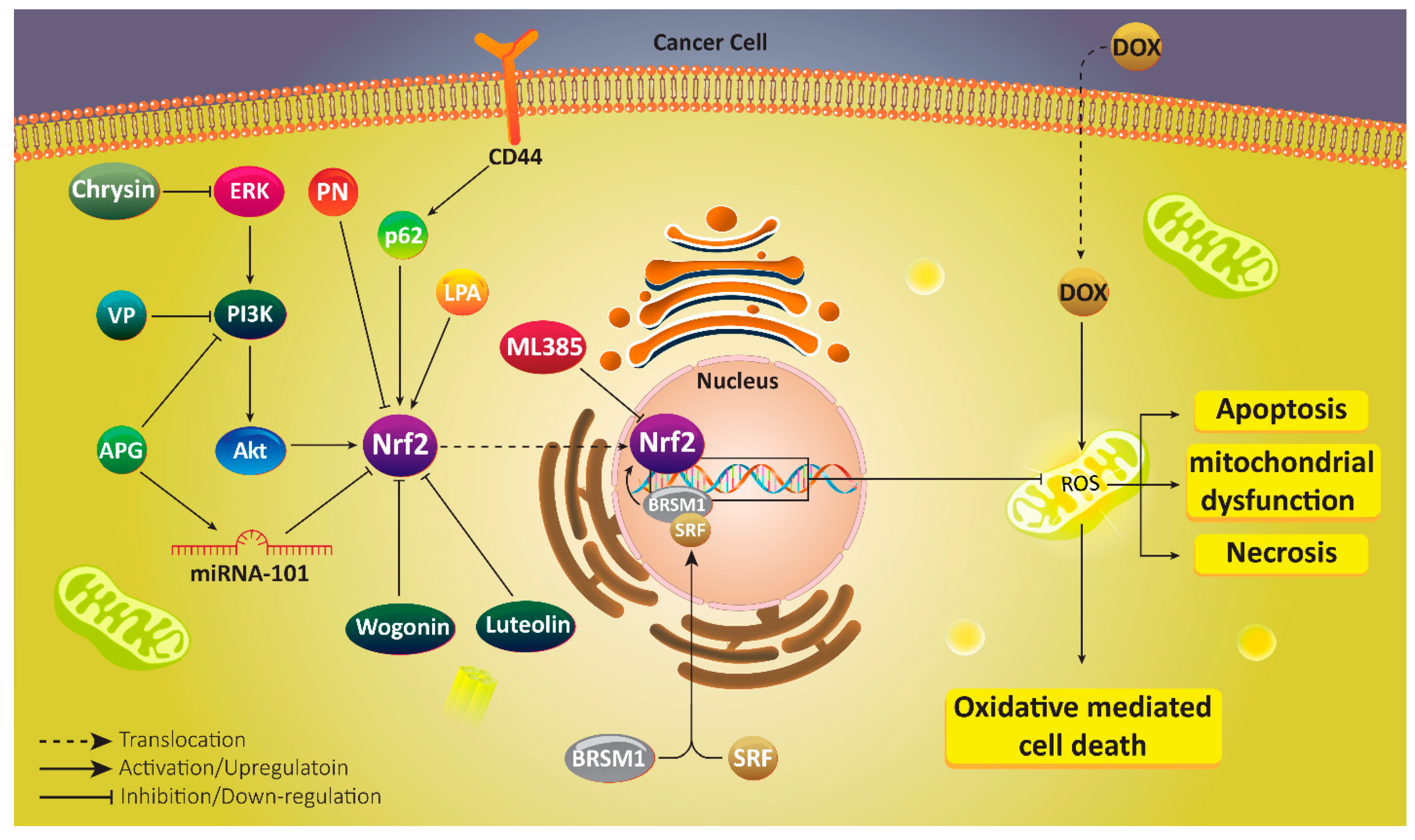 Antioxidants 10 00349 g003