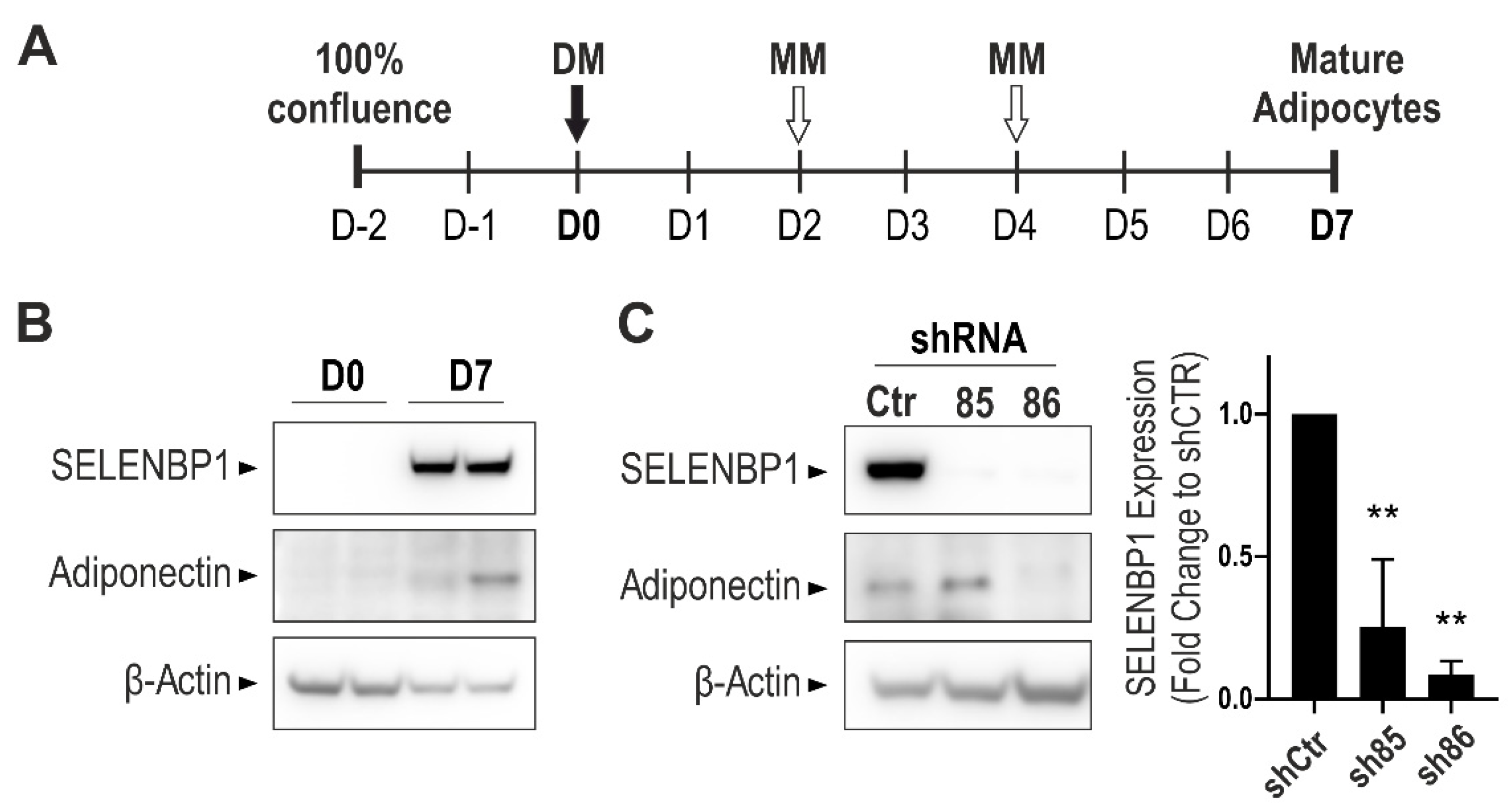 Antioxidants 10 00361 g001