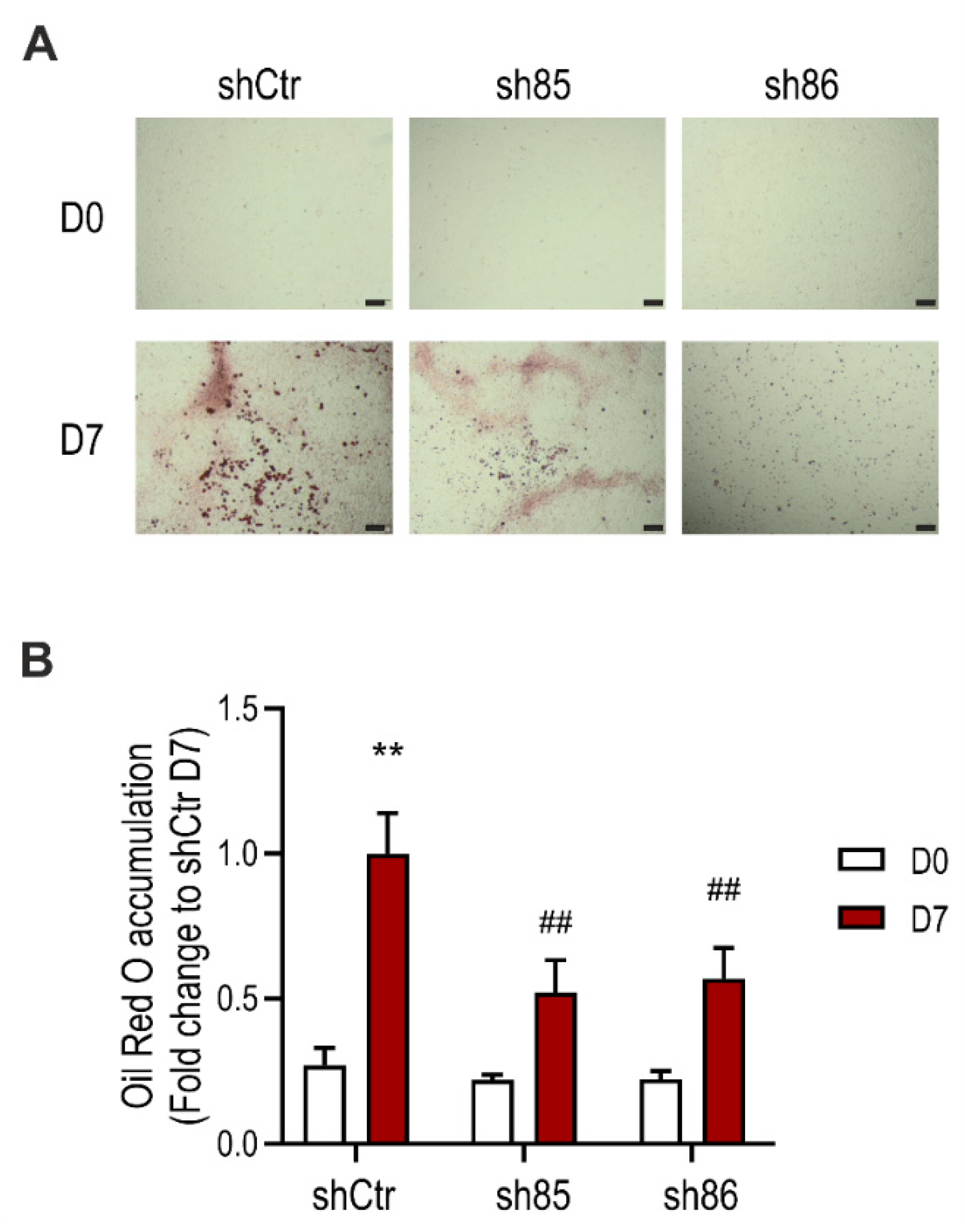 Antioxidants 10 00361 g002
