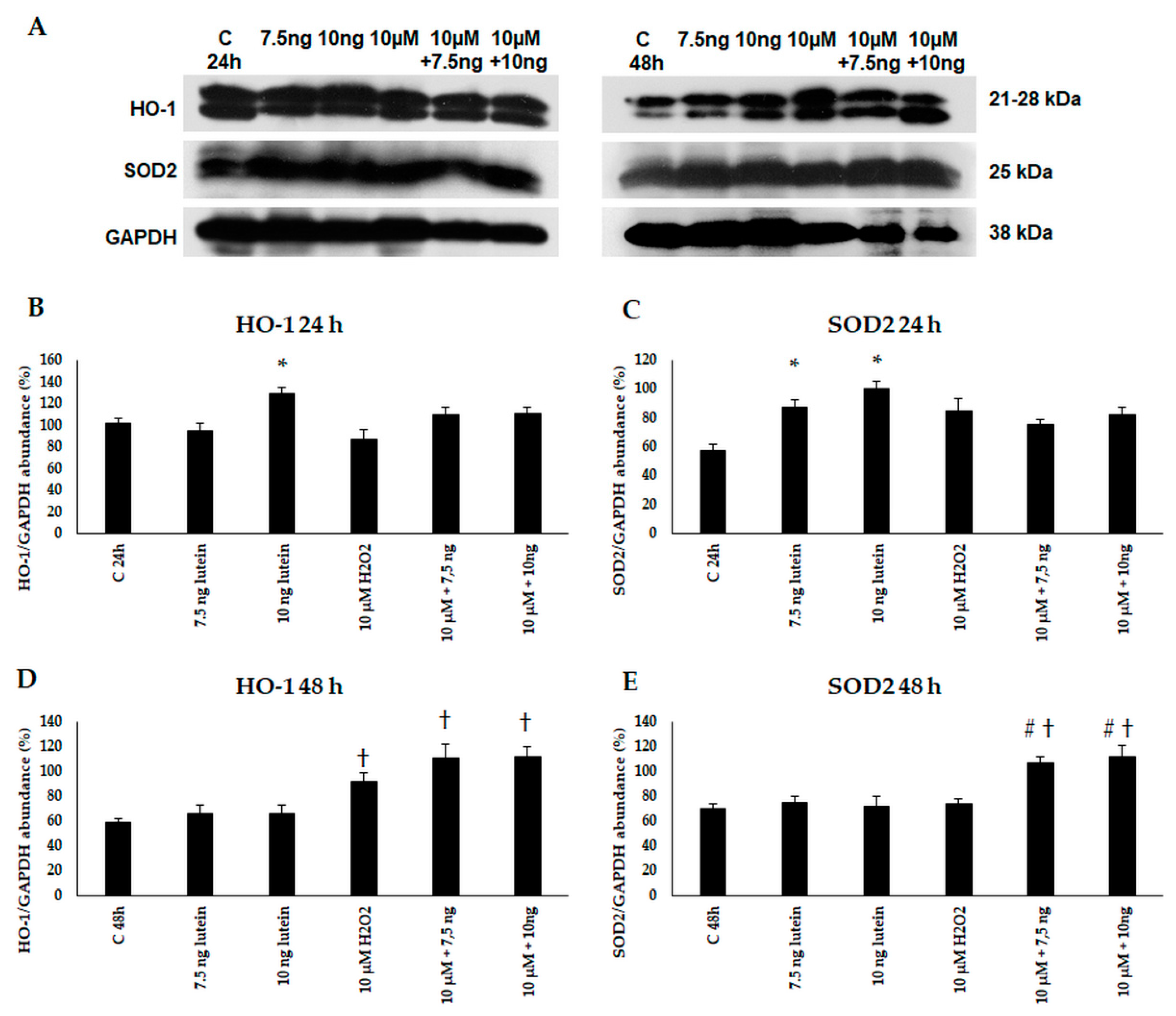 Antioxidants 10 00363 g005 Antioxidants 10 00363 g005
