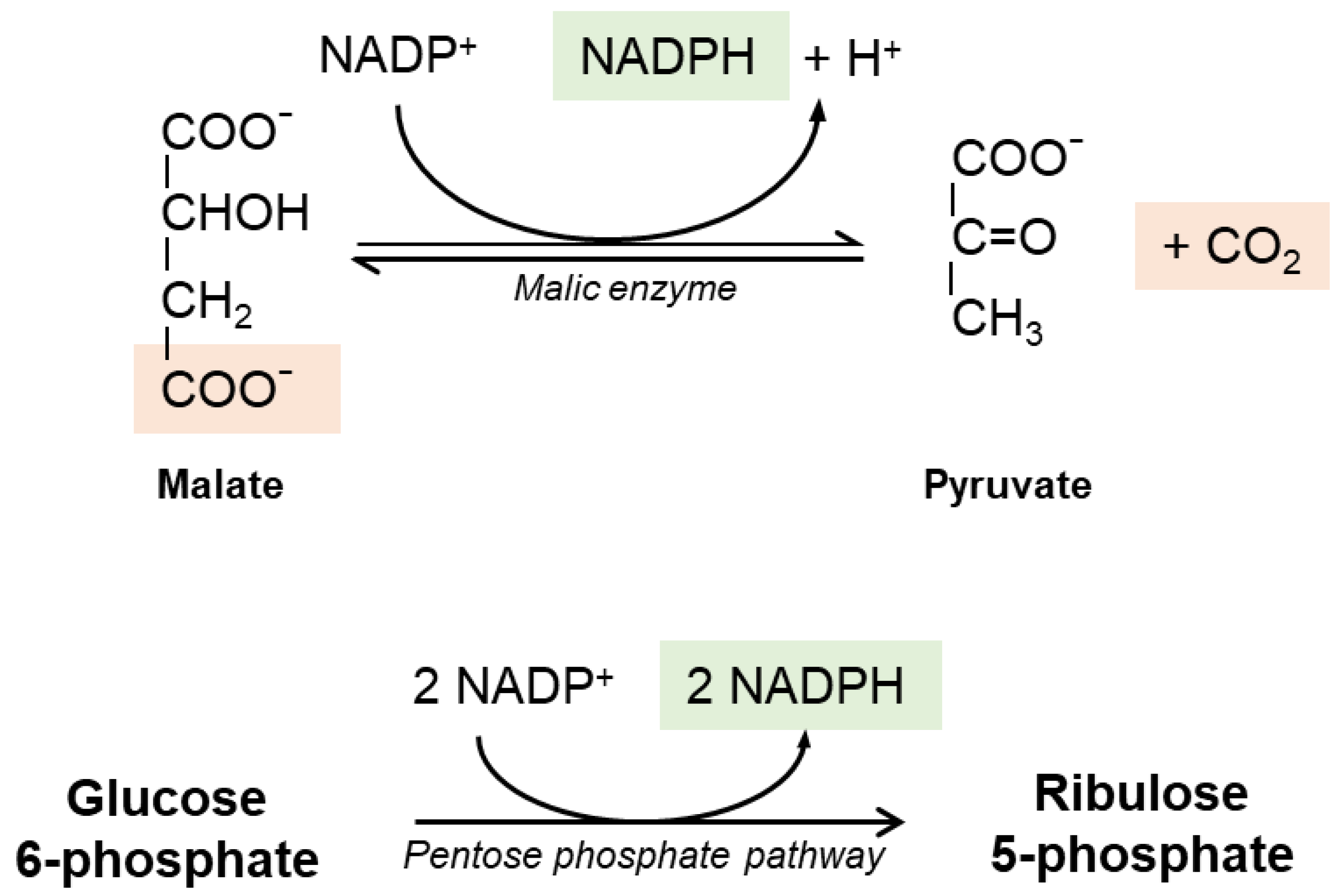Antioxidants 10 00364 g002