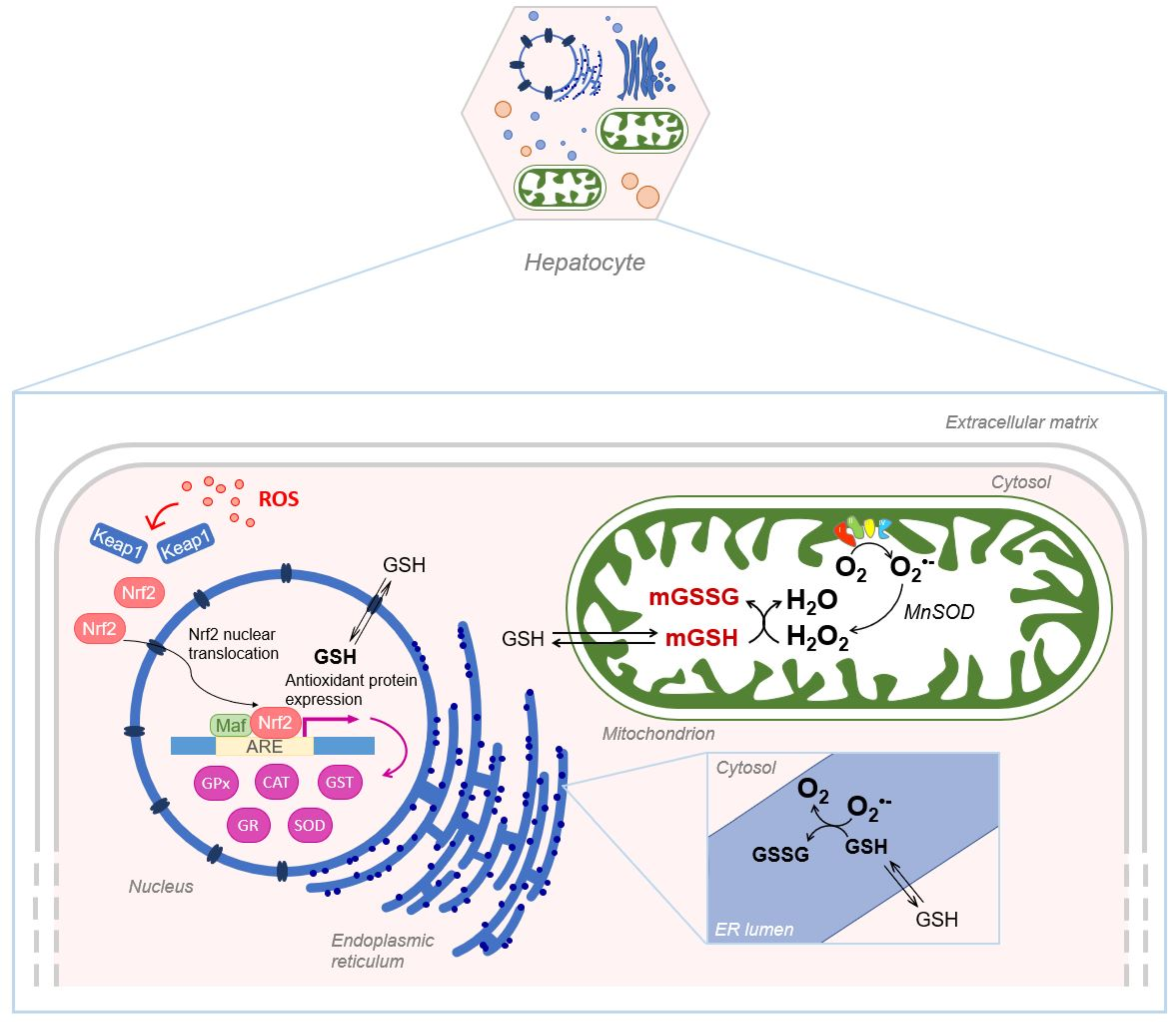 Antioxidants 10 00364 g005