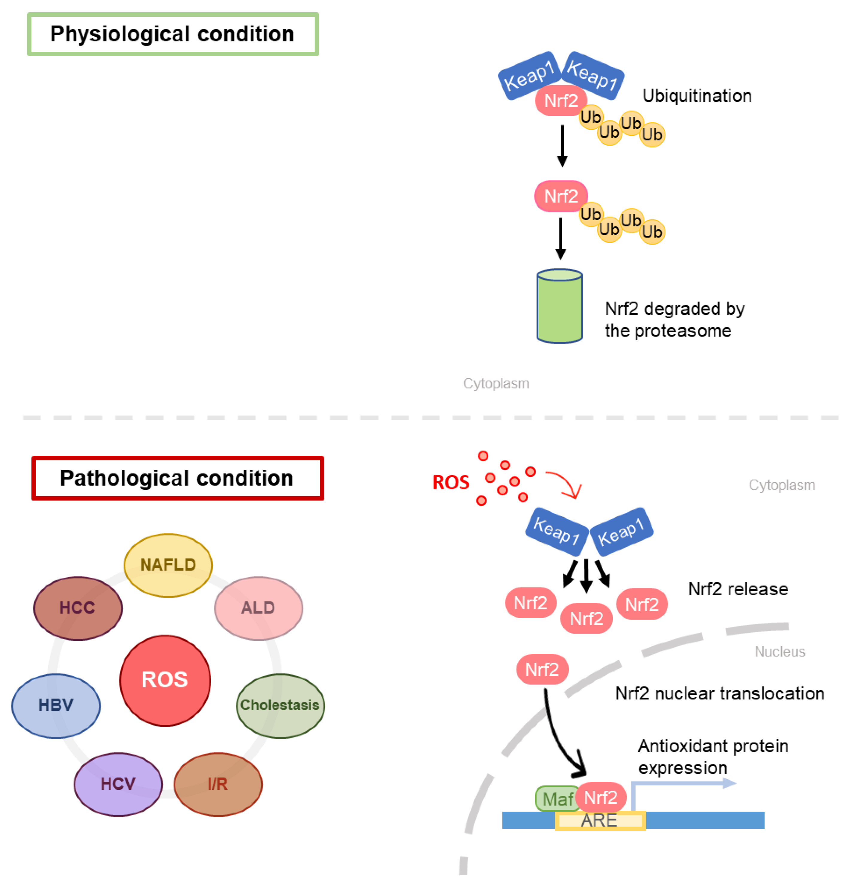 Antioxidants 10 00364 g006