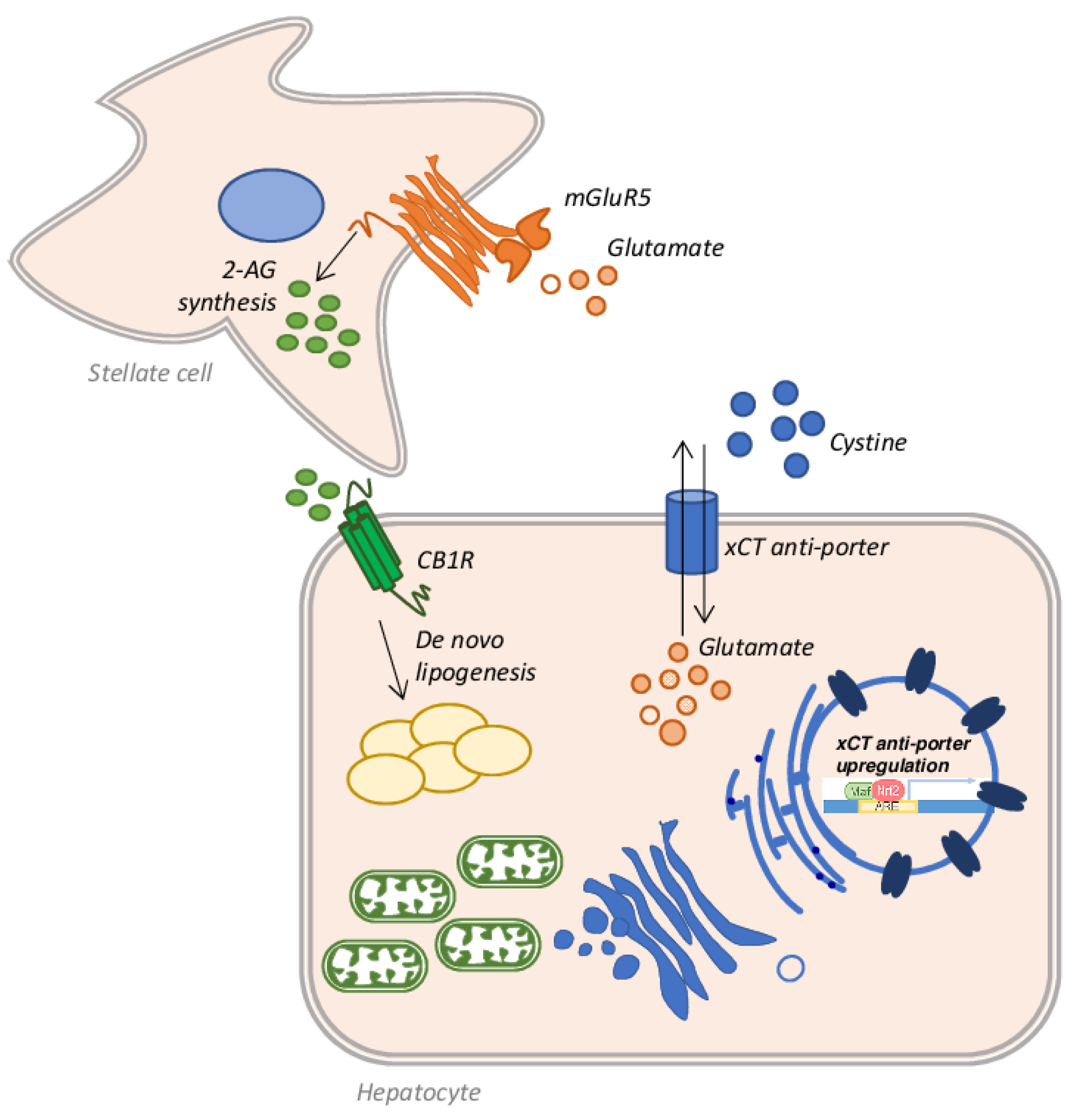 Antioxidants 10 00364 g007