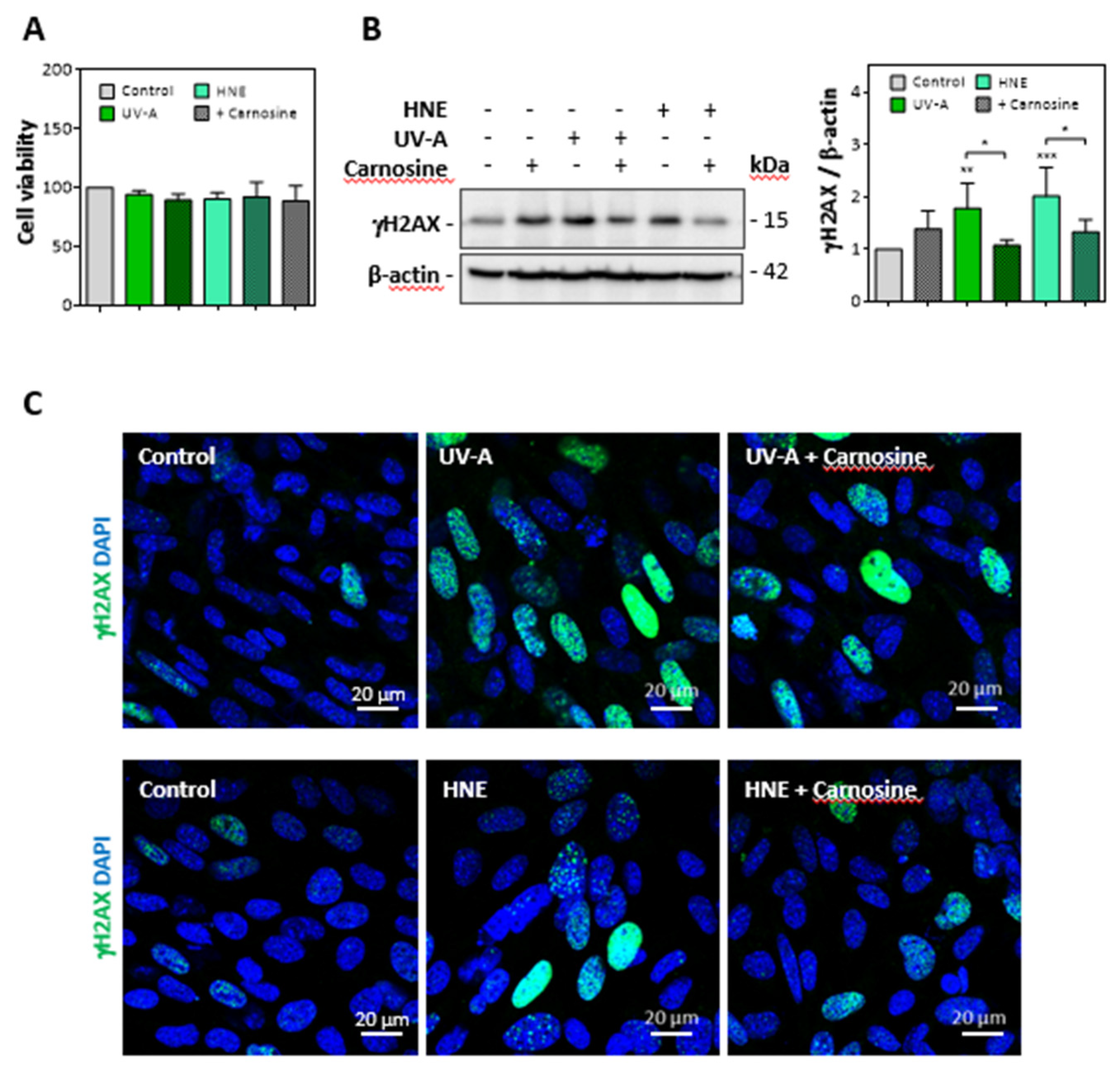 Antioxidants 10 00365 g003