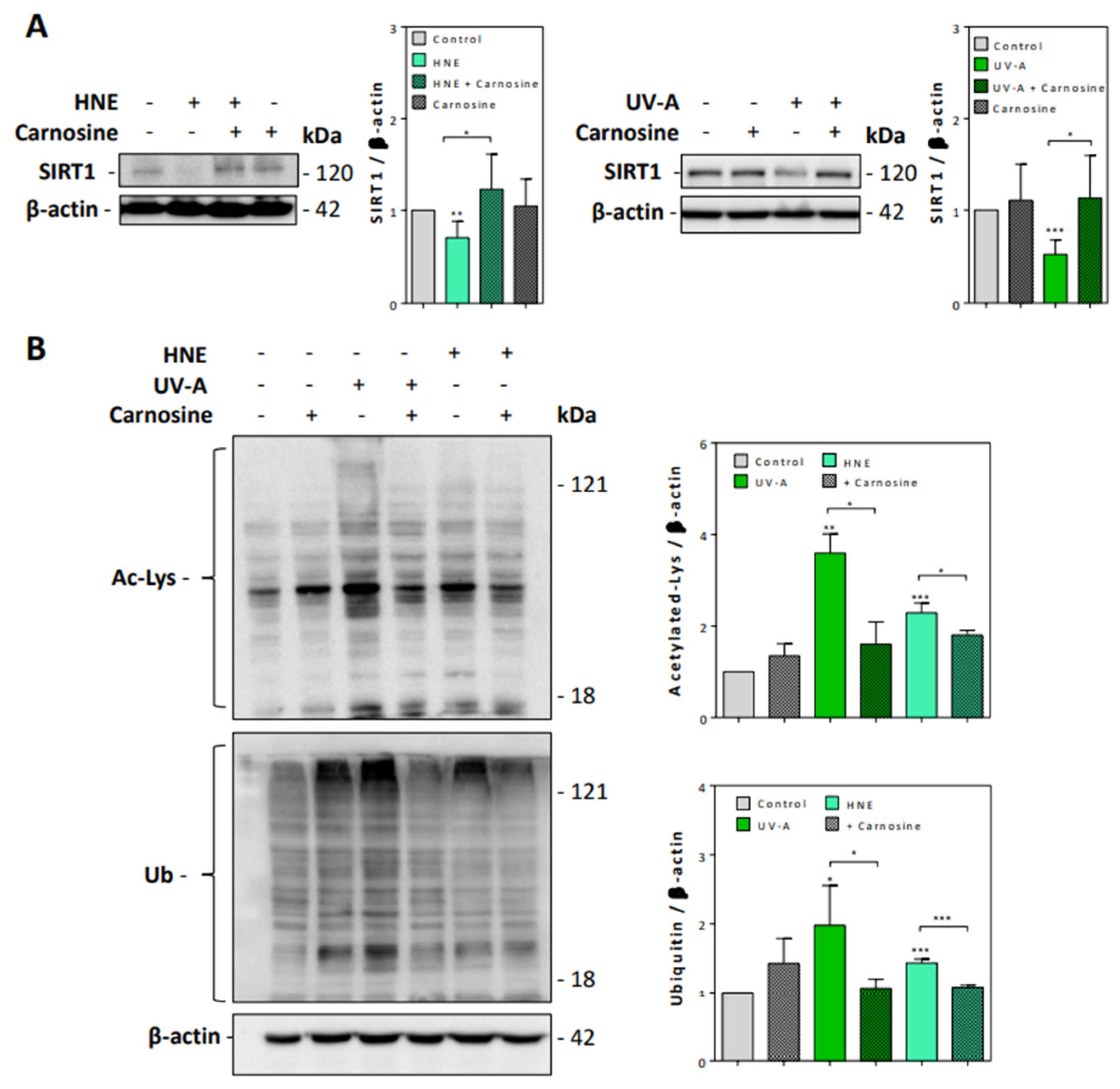 Antioxidants 10 00365 g004