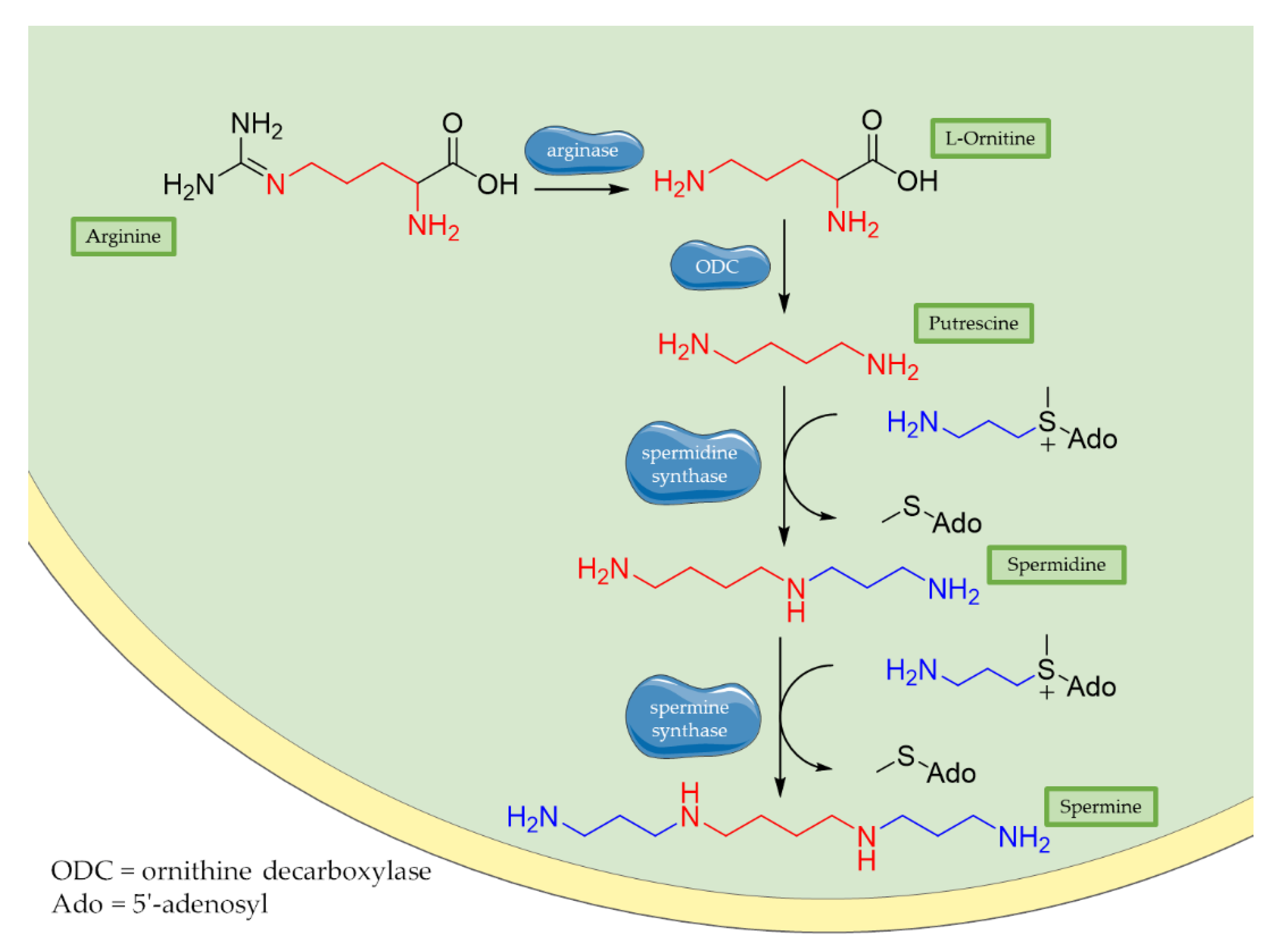 Antioxidants 10 00367 g001