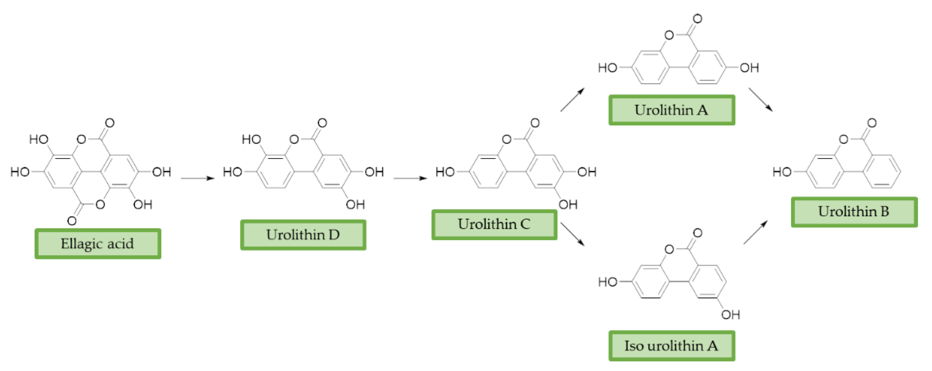 Antioxidants 10 00367 g003