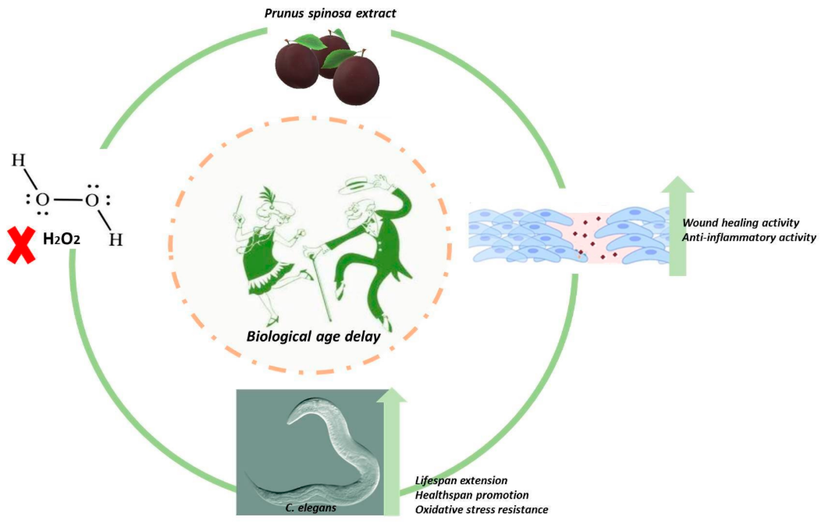 Antioxidants 10 00374 g008