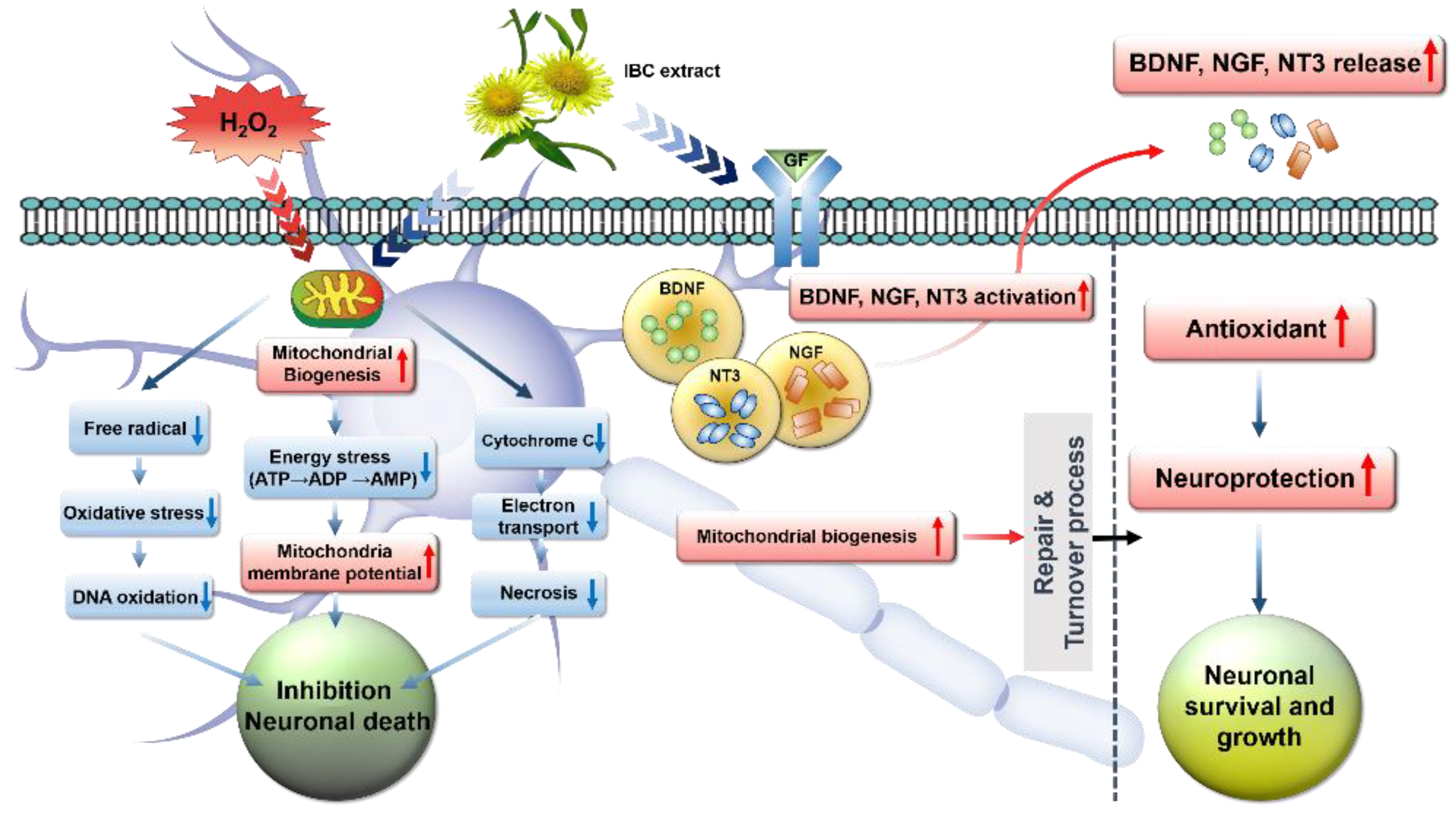 Antioxidants 10 00375 g010 Antioxidants 10 00375 g010