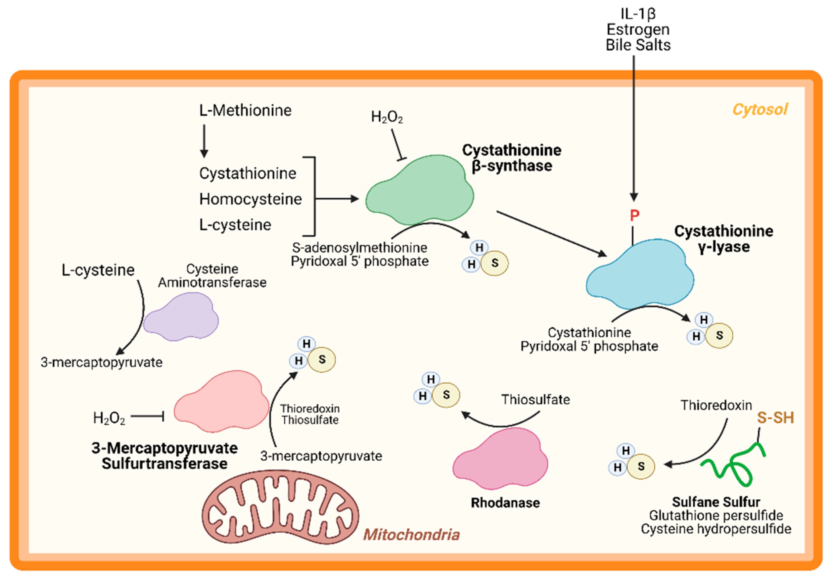 Antioxidants 10 00383 g001