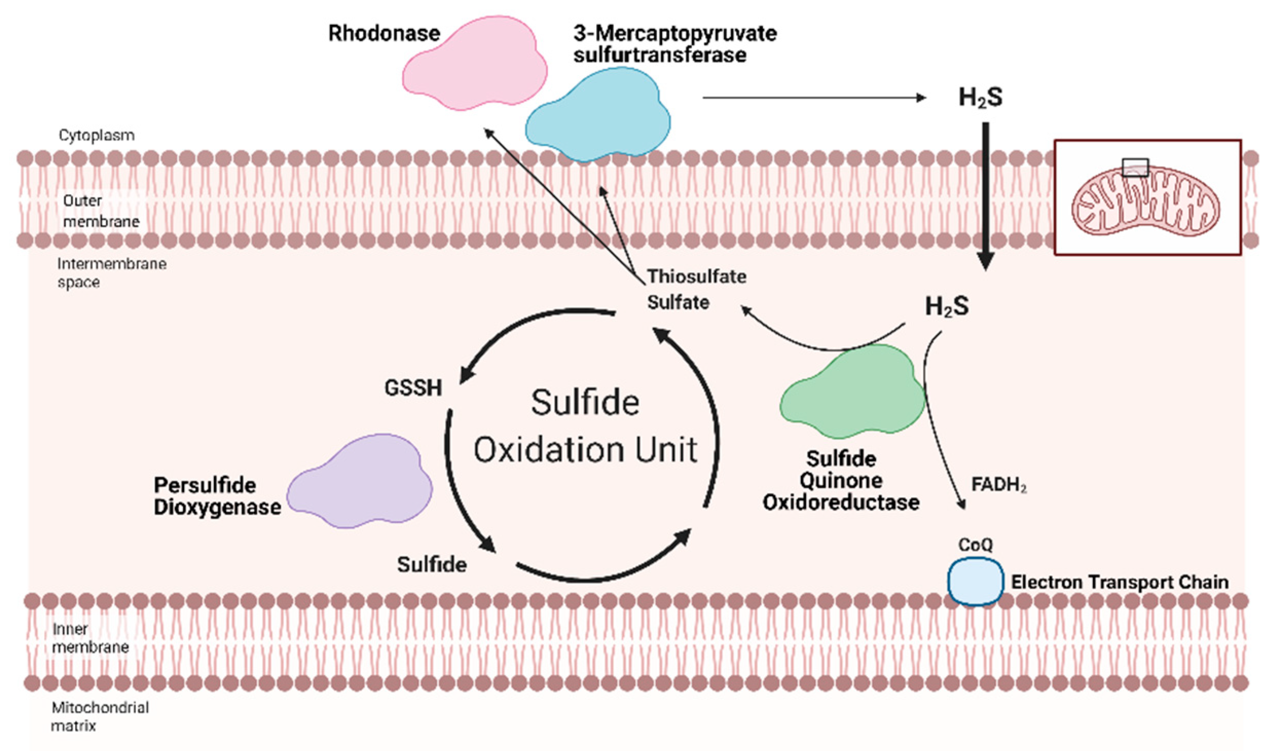 Antioxidants 10 00383 g002