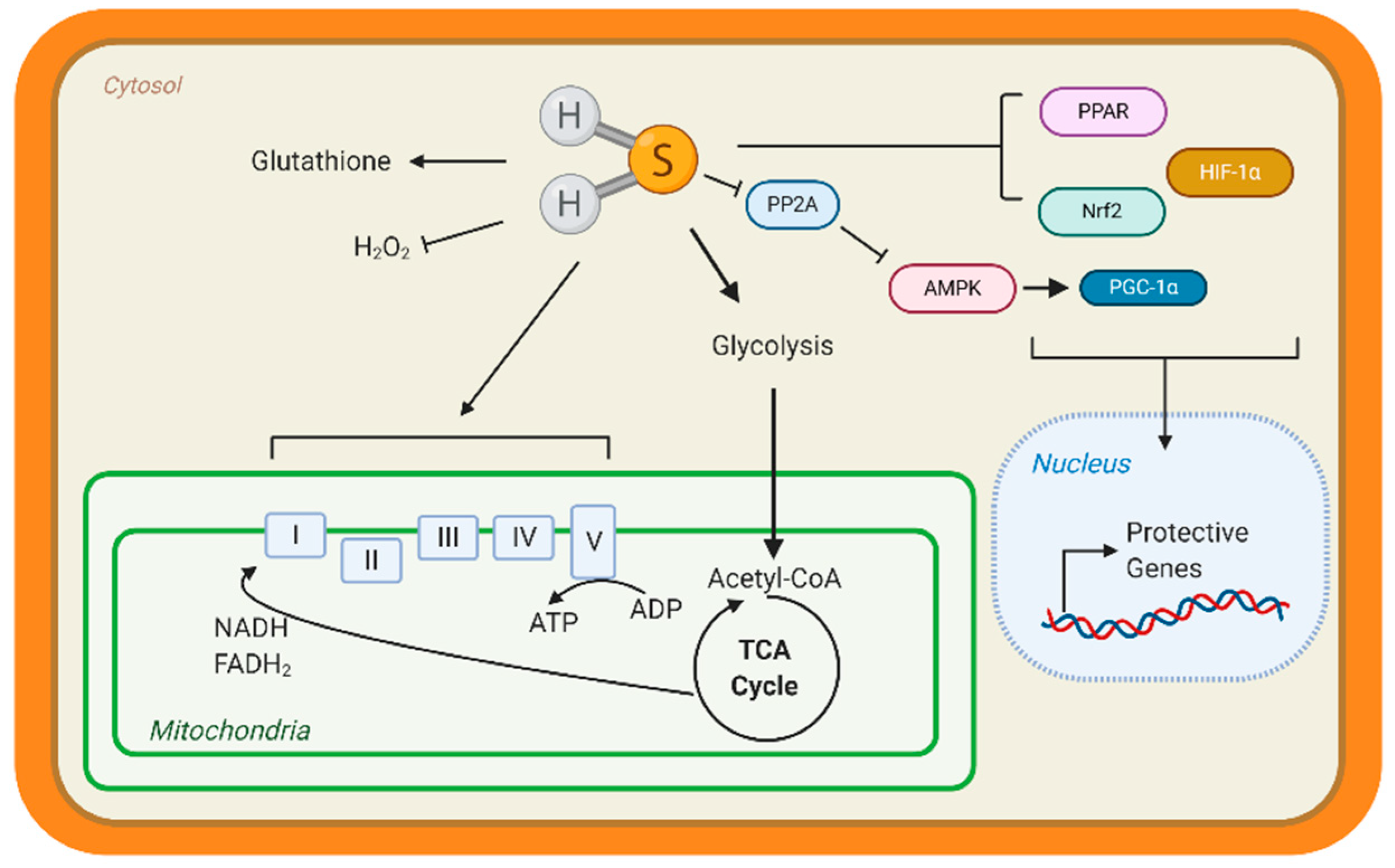 Antioxidants 10 00383 g003