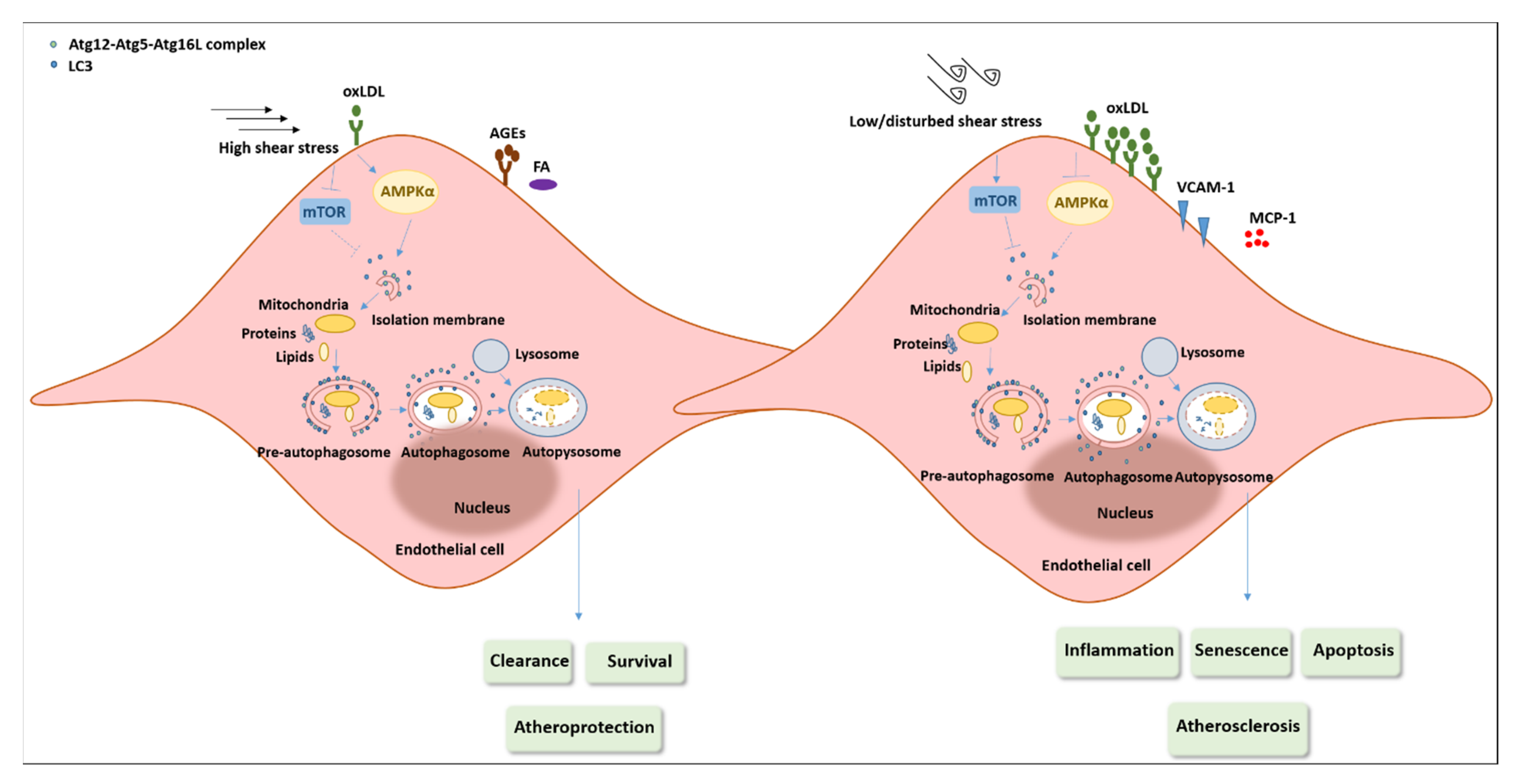 Antioxidants 10 00387 g003