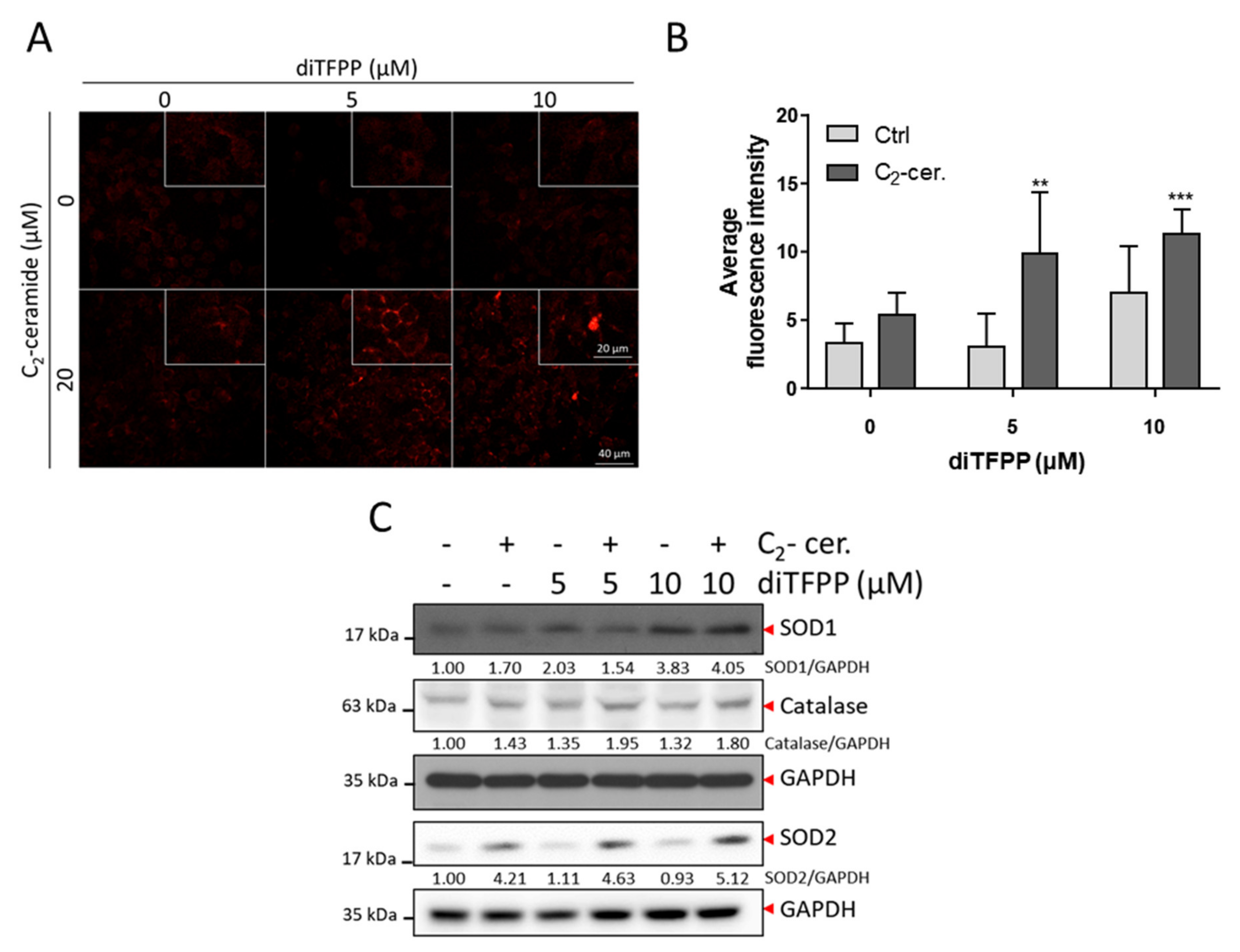 Antioxidants 10 00394 g005 Antioxidants 10 00394 g005